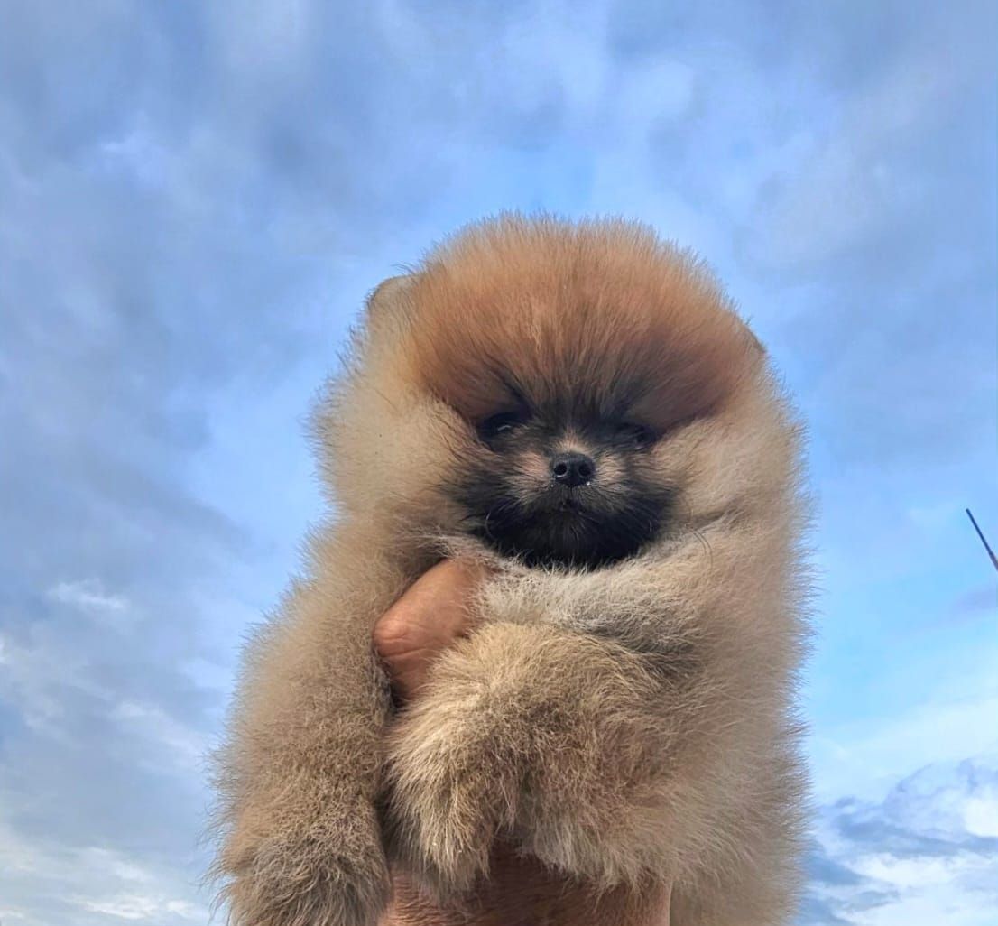 cachorro pomerania en venta