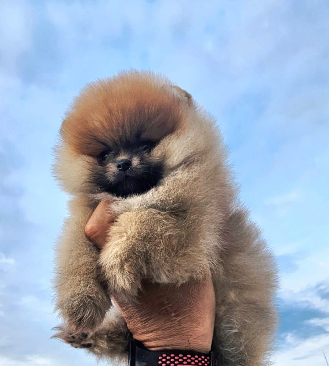 cachorro pomerania en venta