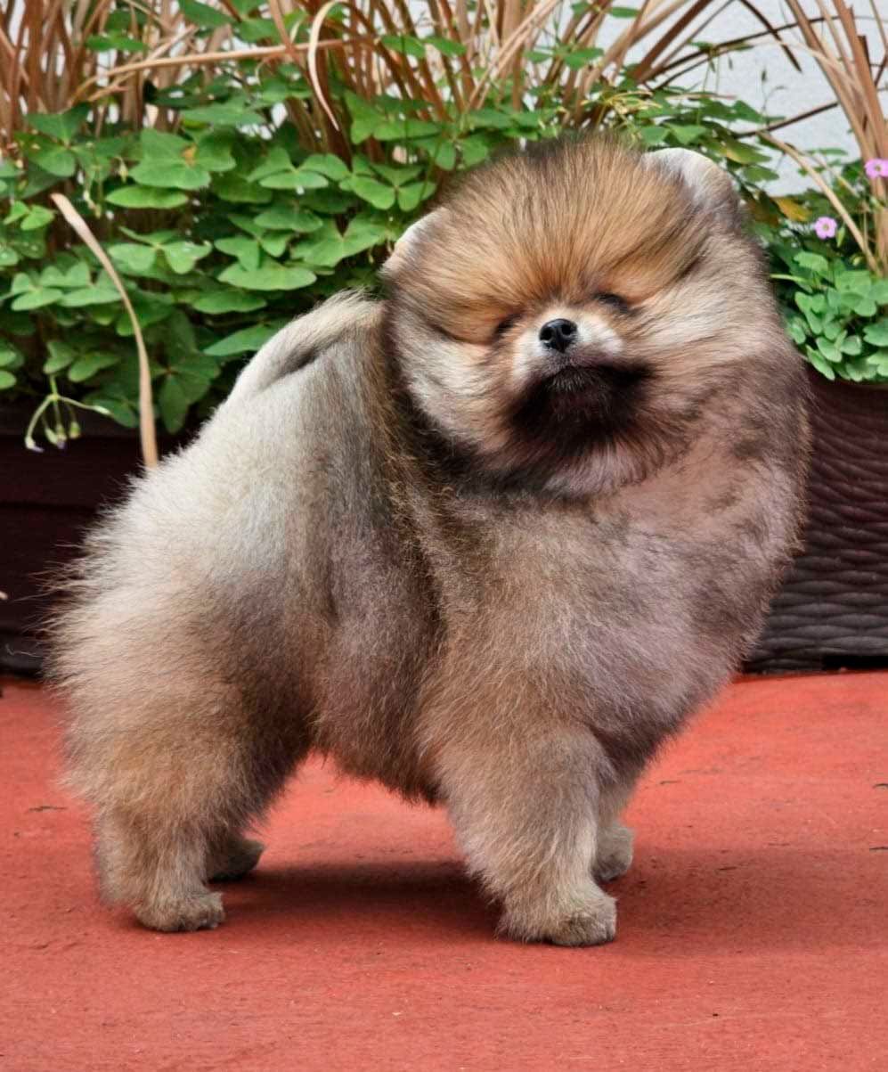 cachorros pomerania en venta