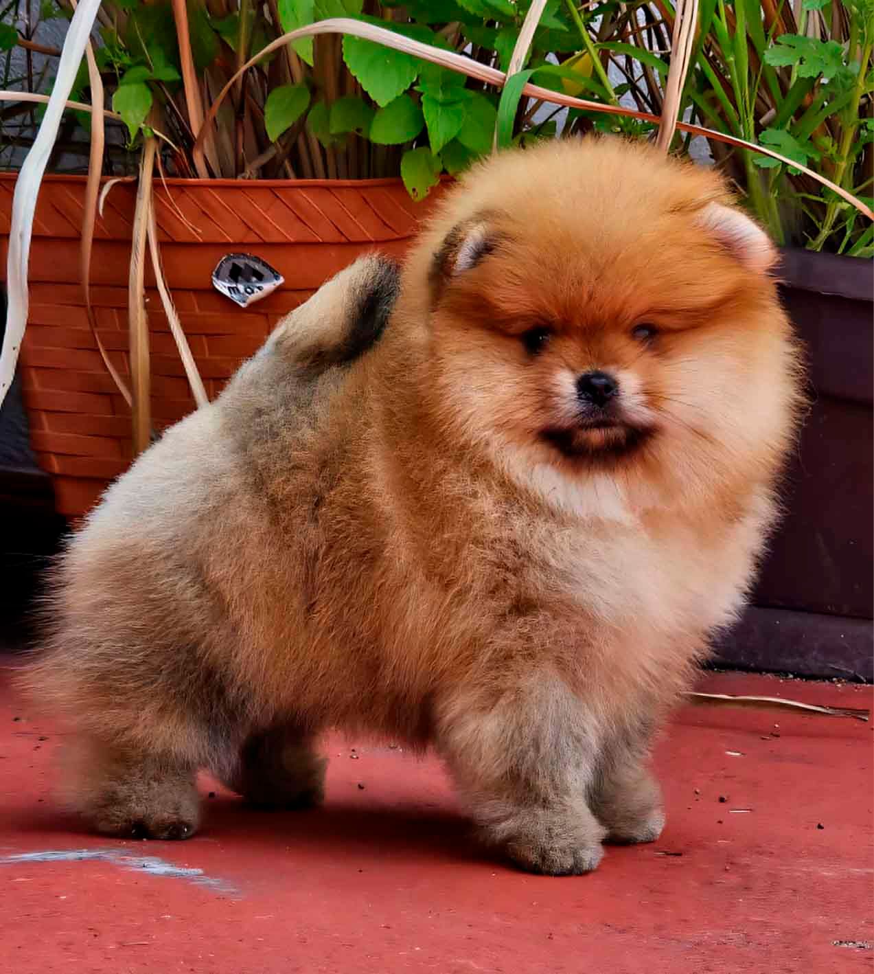 pomerania en venta