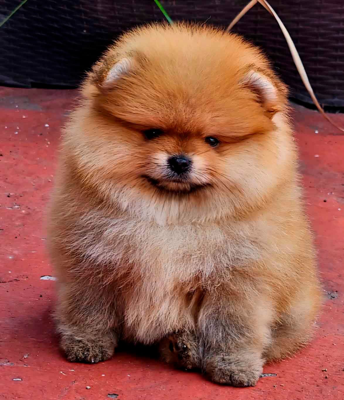 pomerania en venta