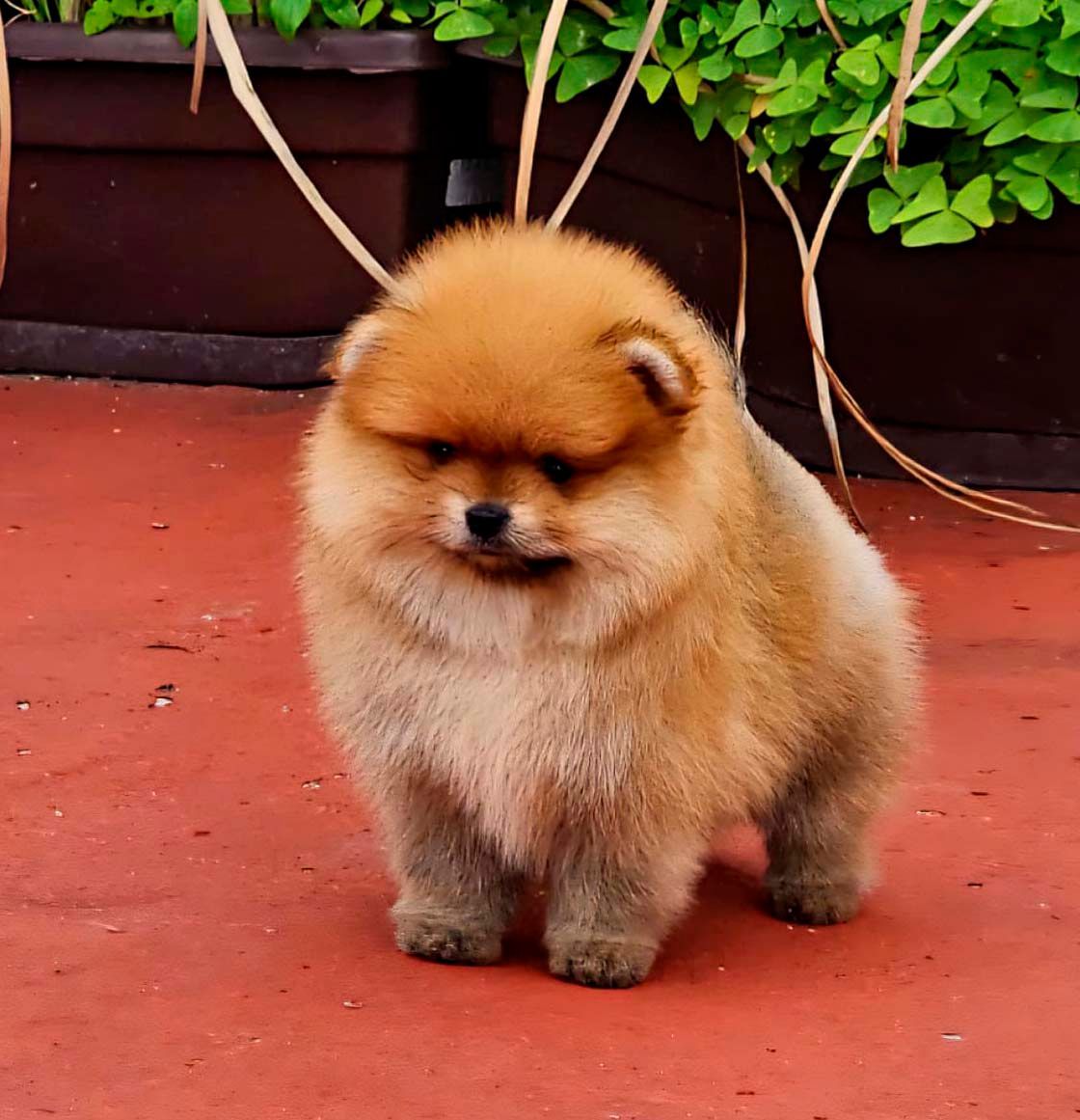 pomerania en venta
