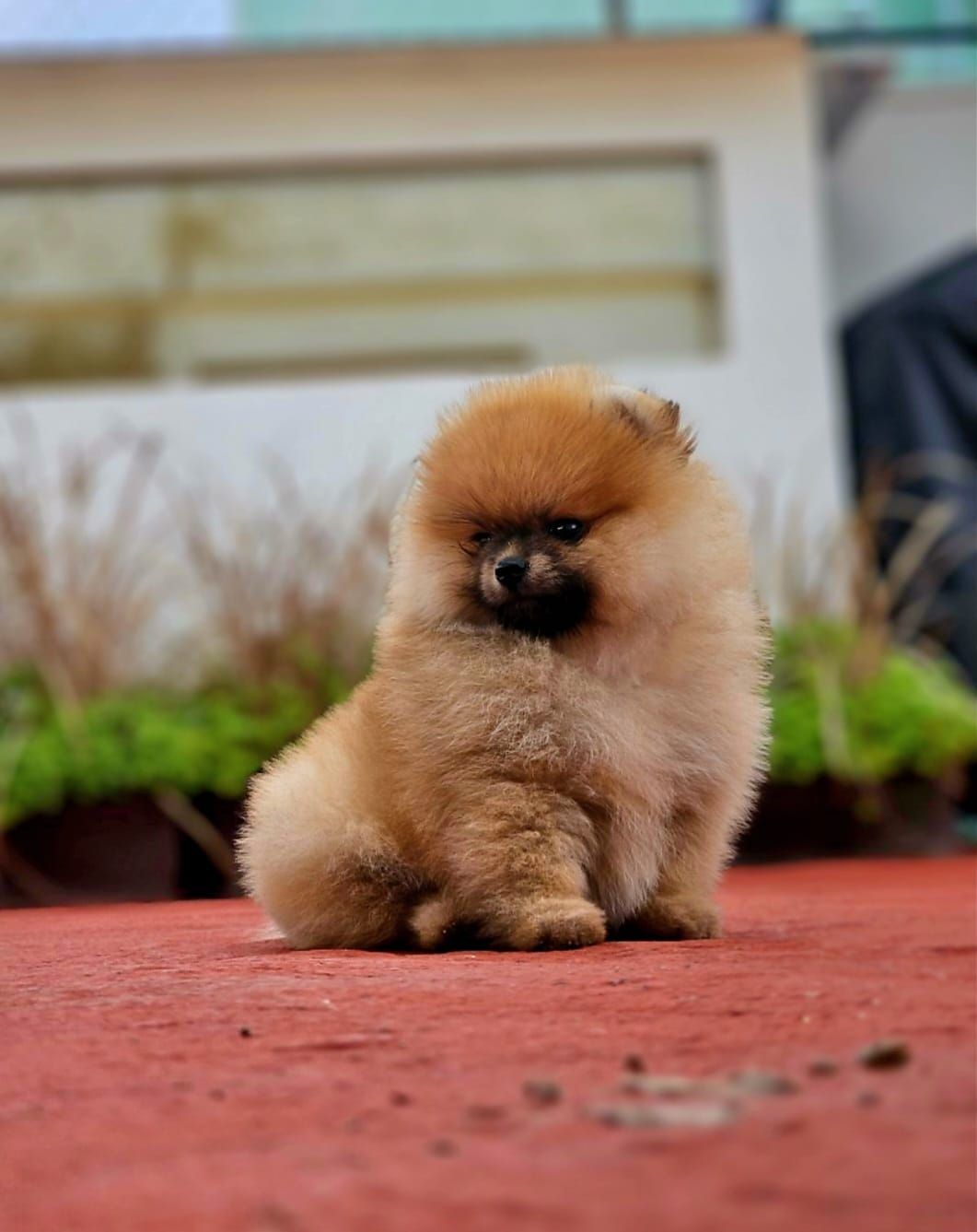 pomerania en venta