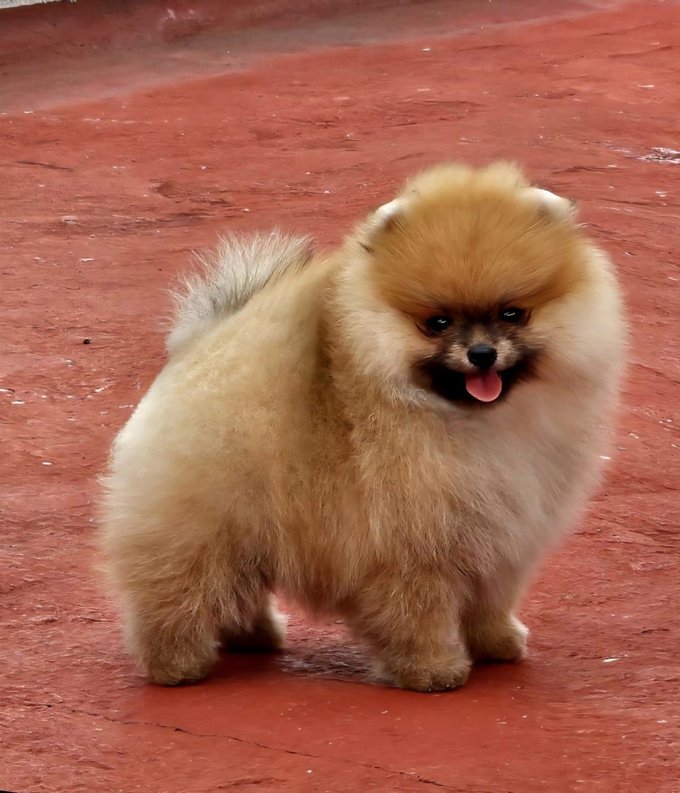 pomerania en venta