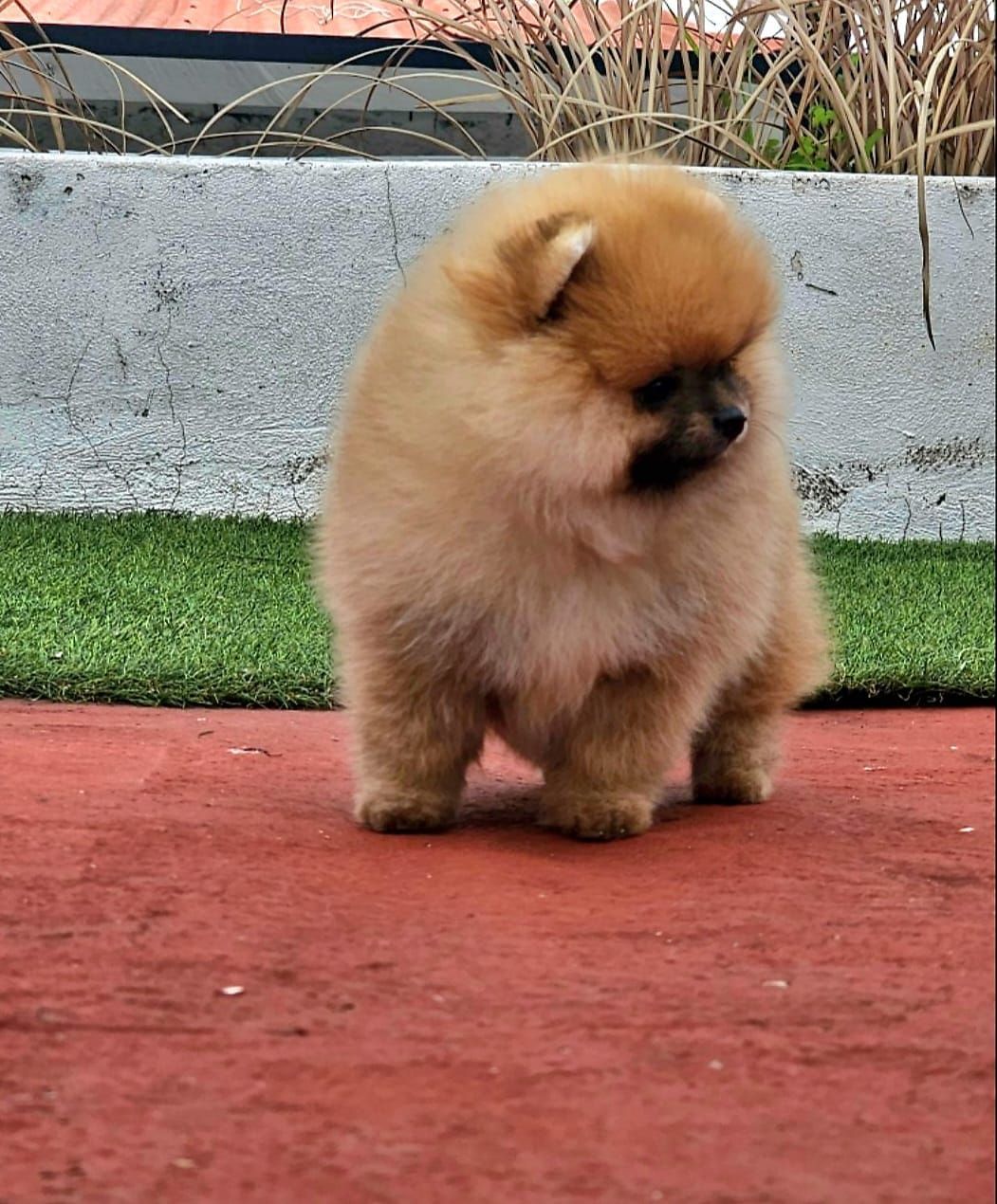 pomerania en venta