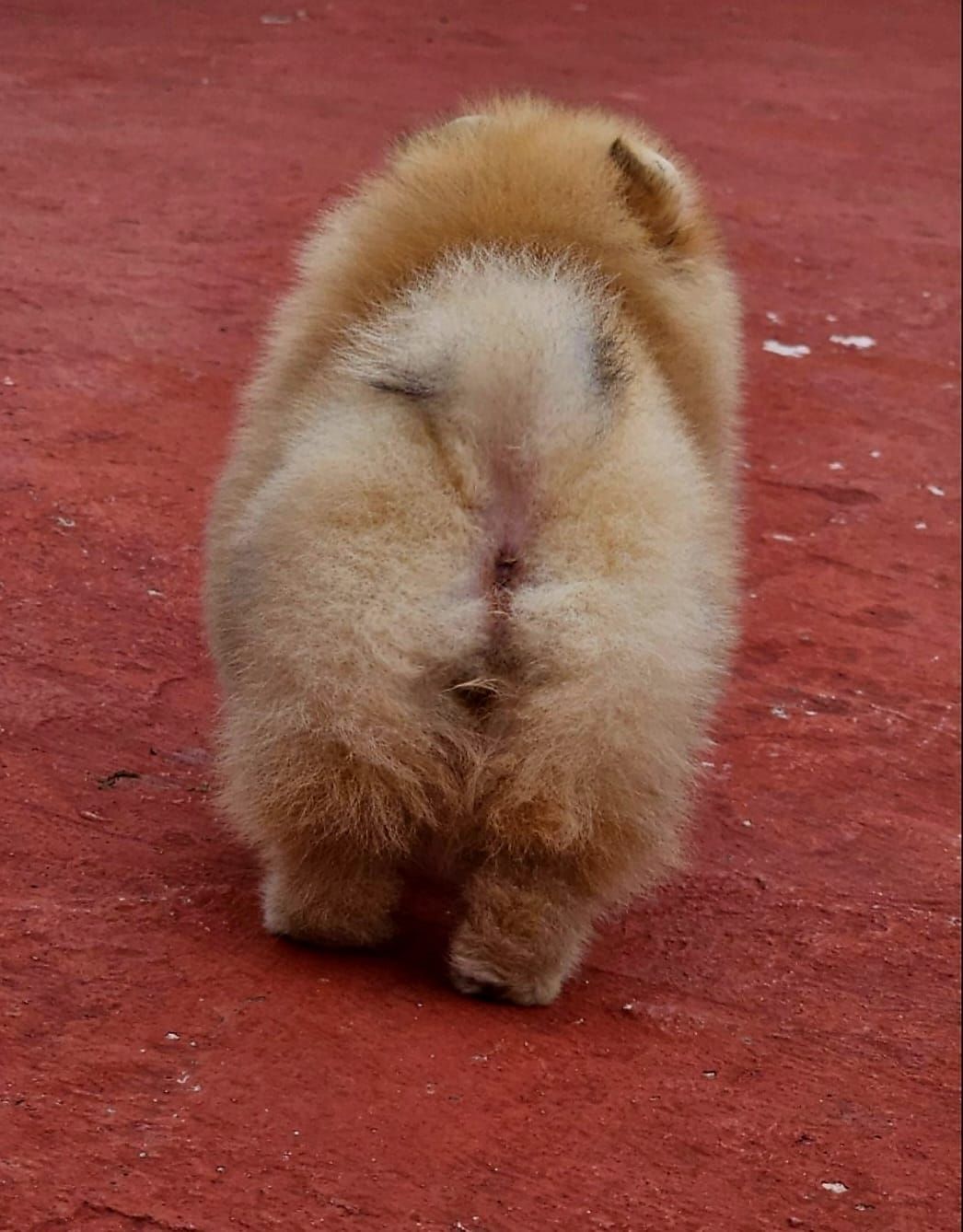 pomerania en venta