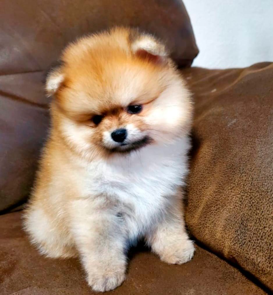 cachorro pomerania en venta