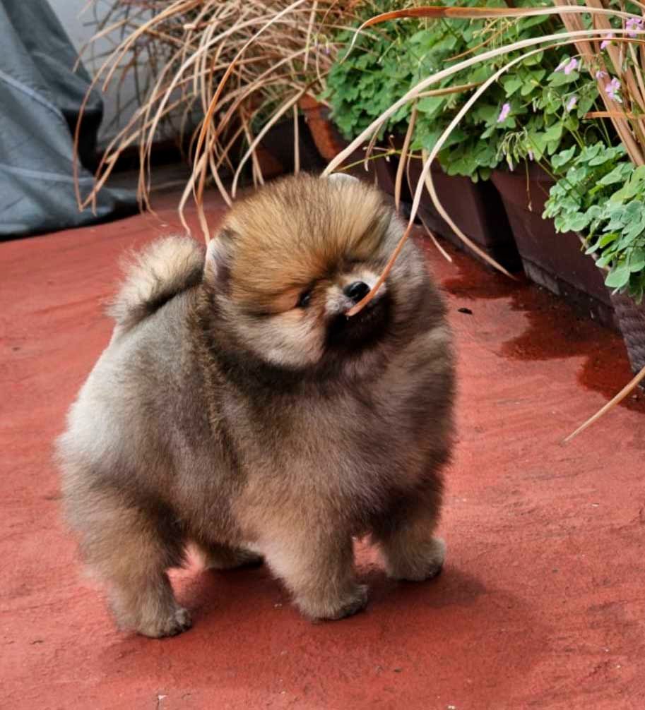 cachorros pomerania en venta