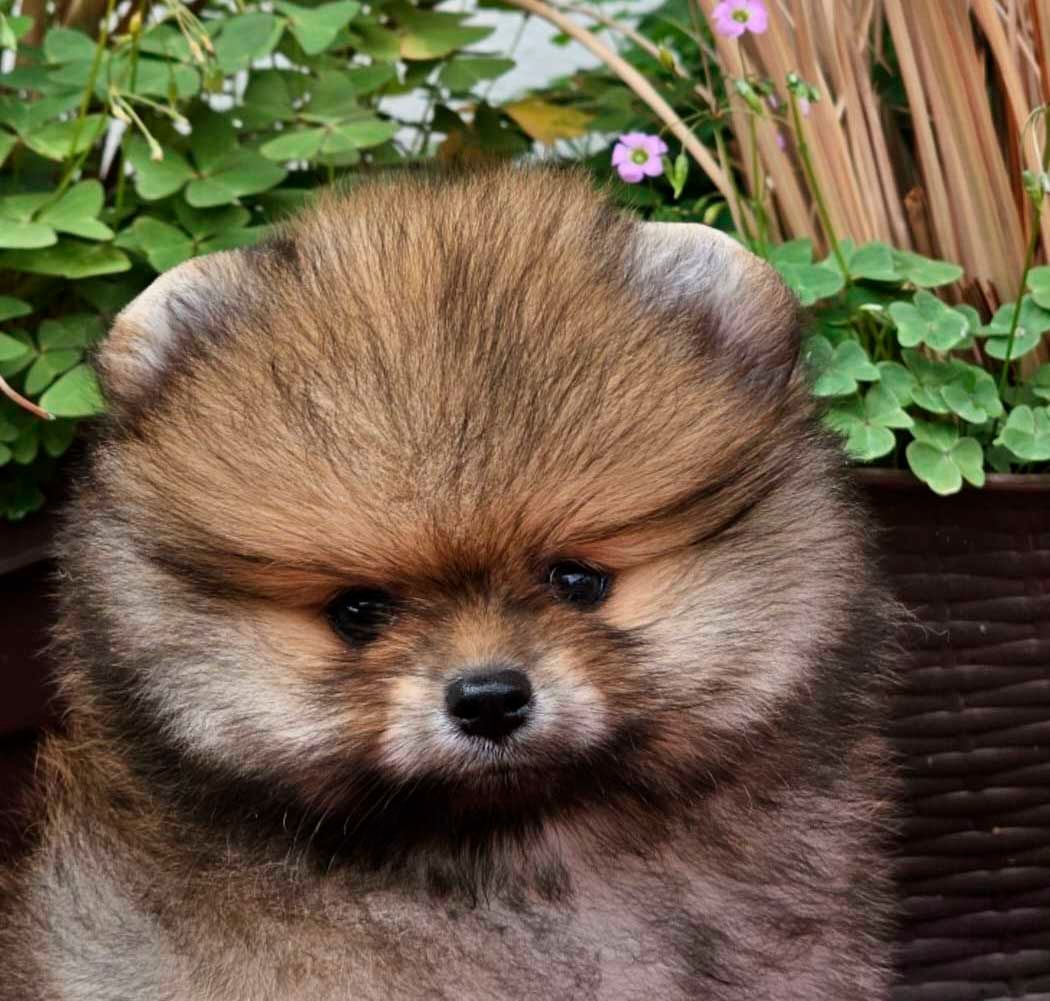 cachorros pomerania en venta