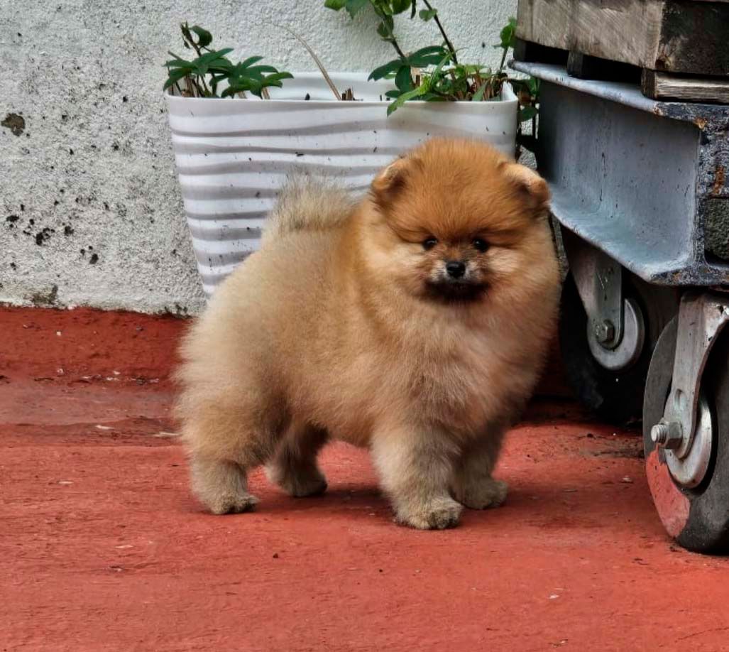 cachorros pomerania en venta