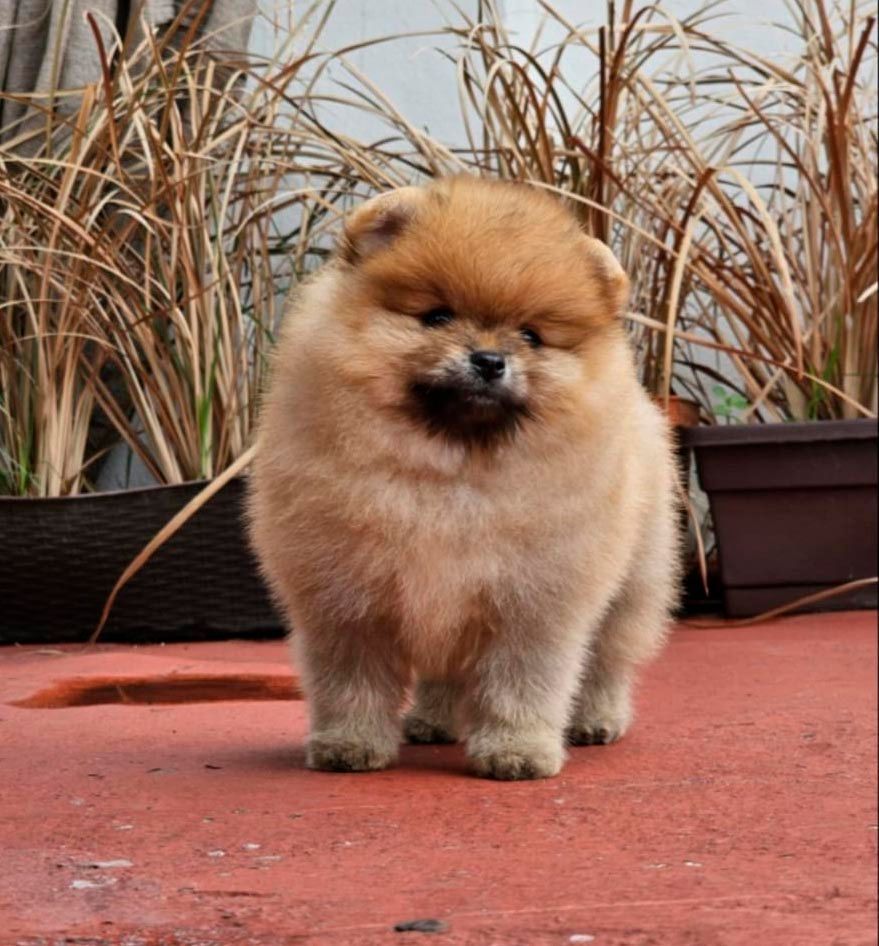 cachorros pomerania en venta