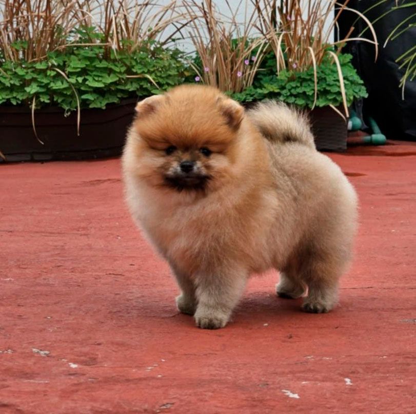 cachorros pomerania en venta