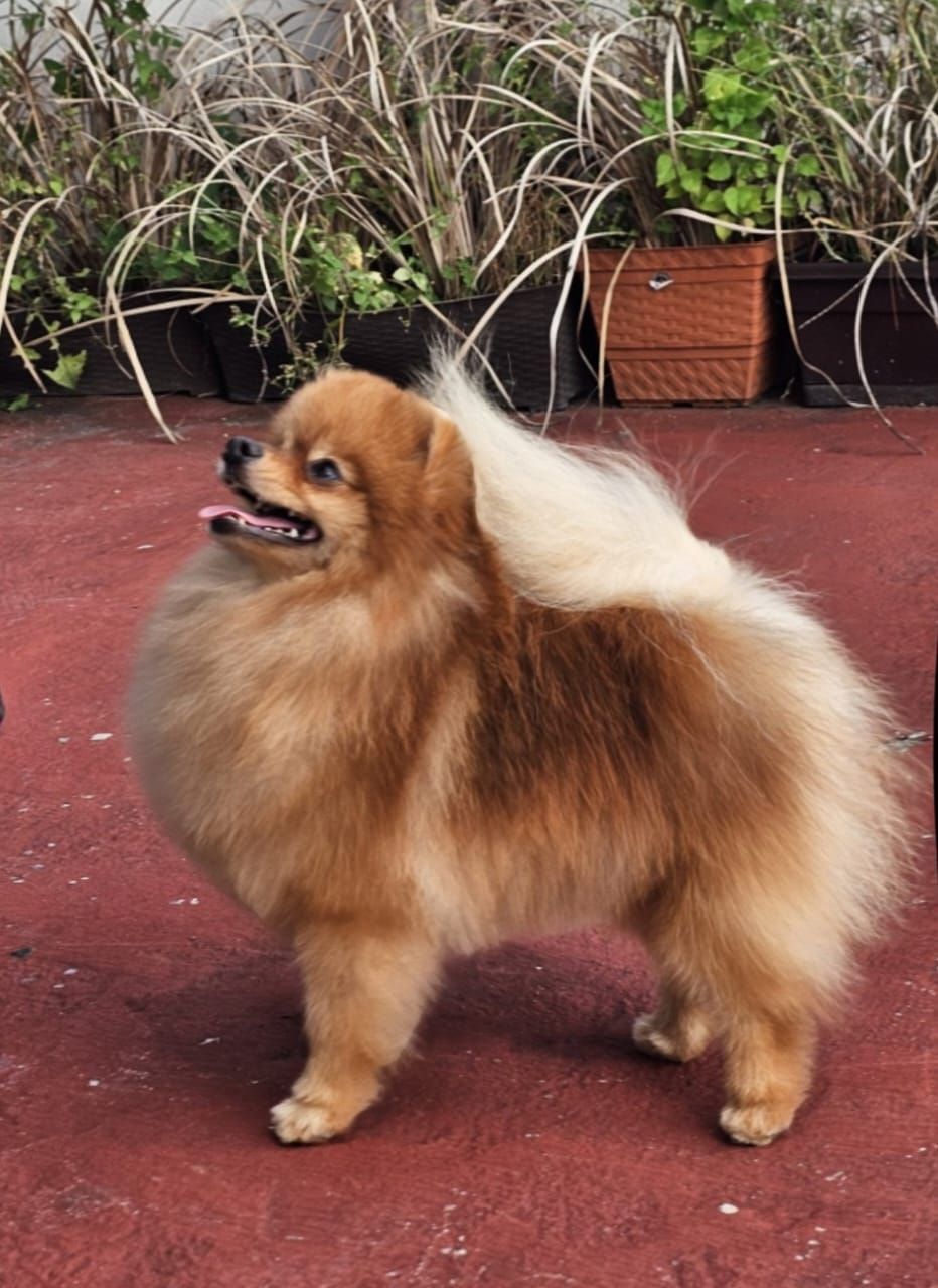 pomerania en venta