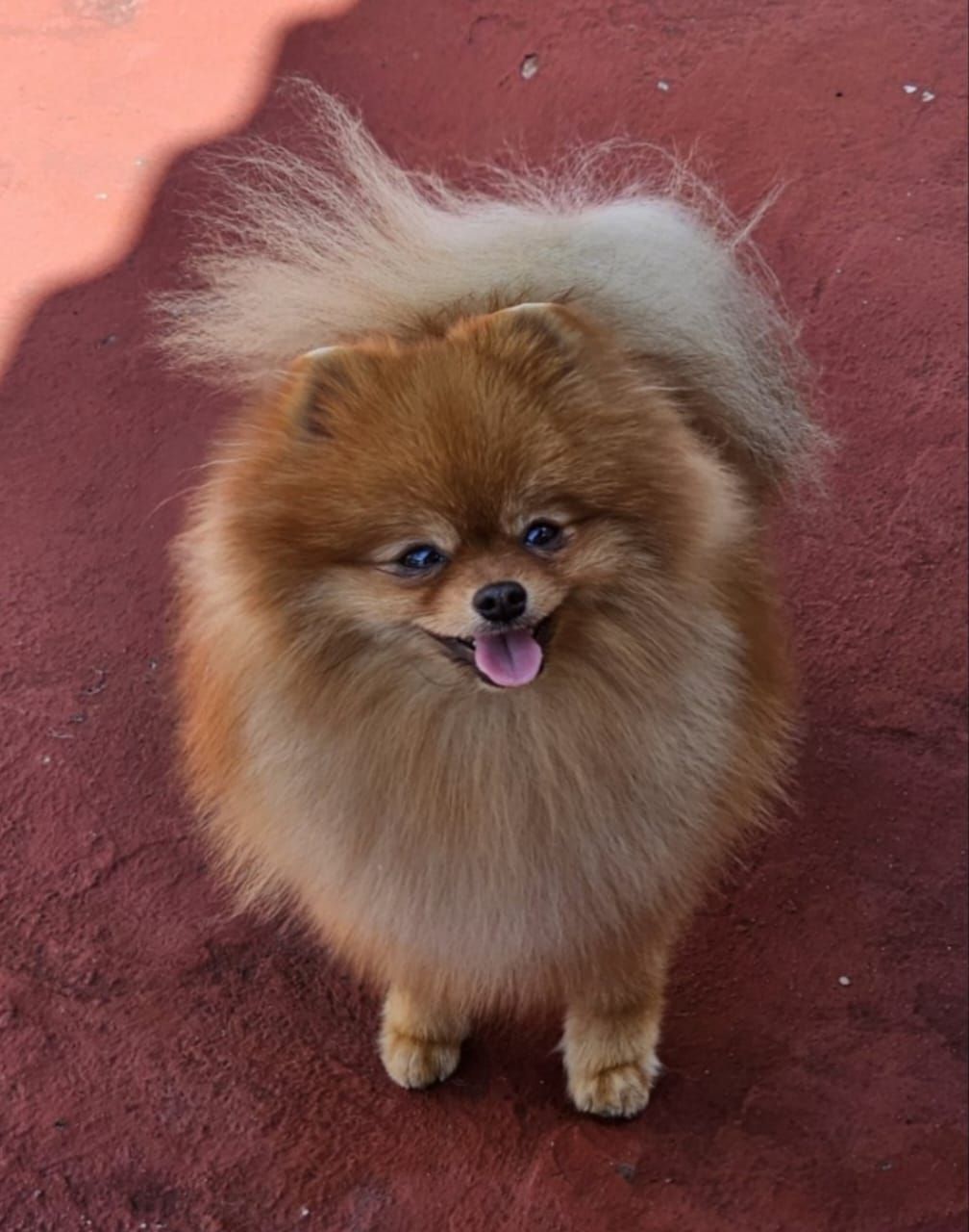 pomerania en venta