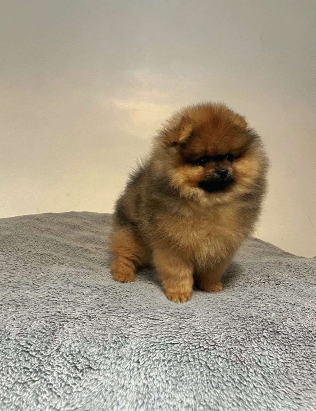 pomerania en venta
