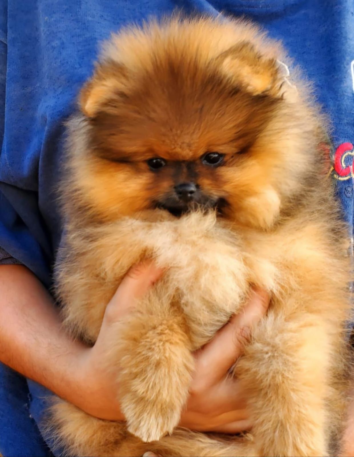 pomerania en venta