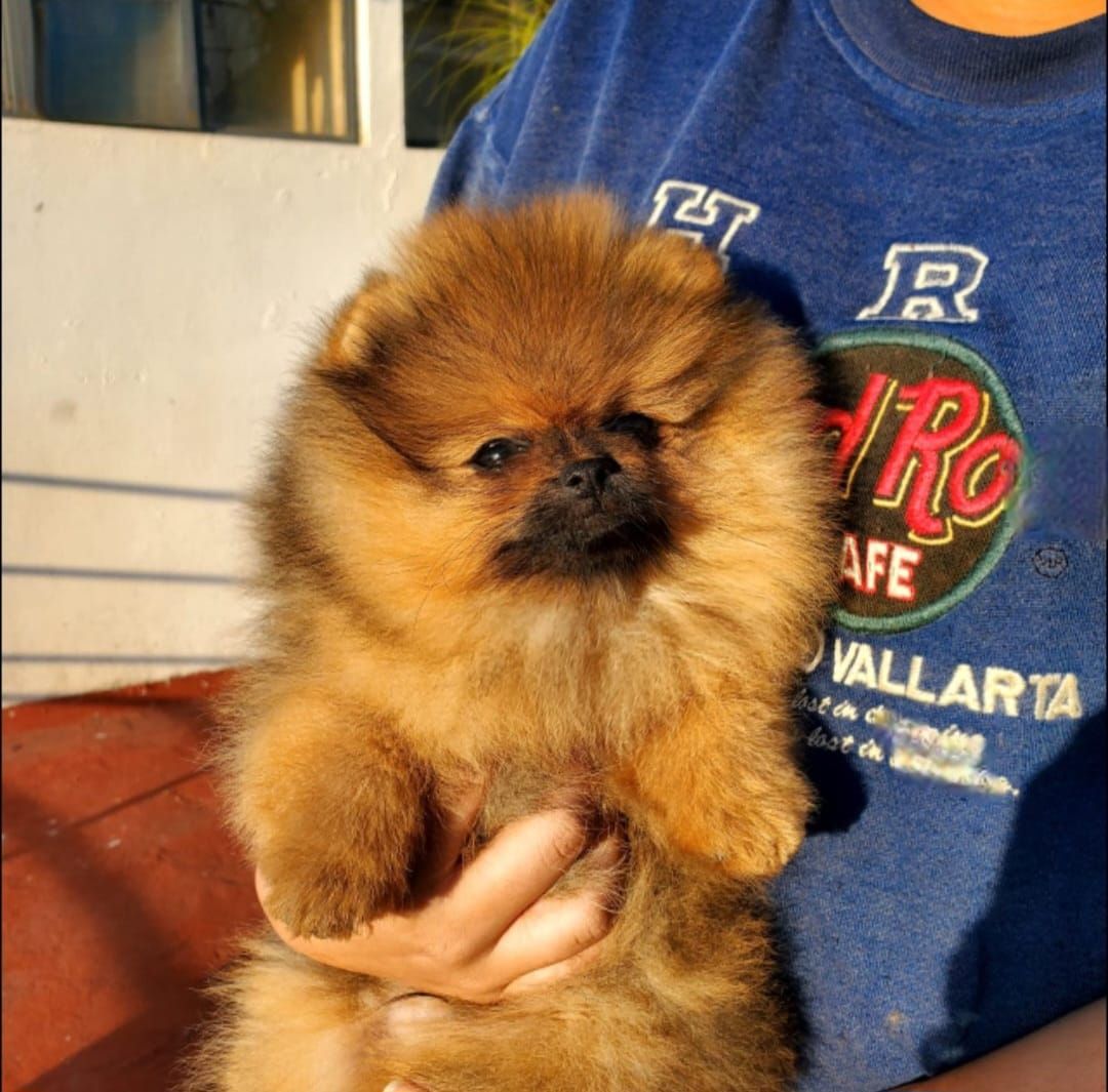 pomerania en venta