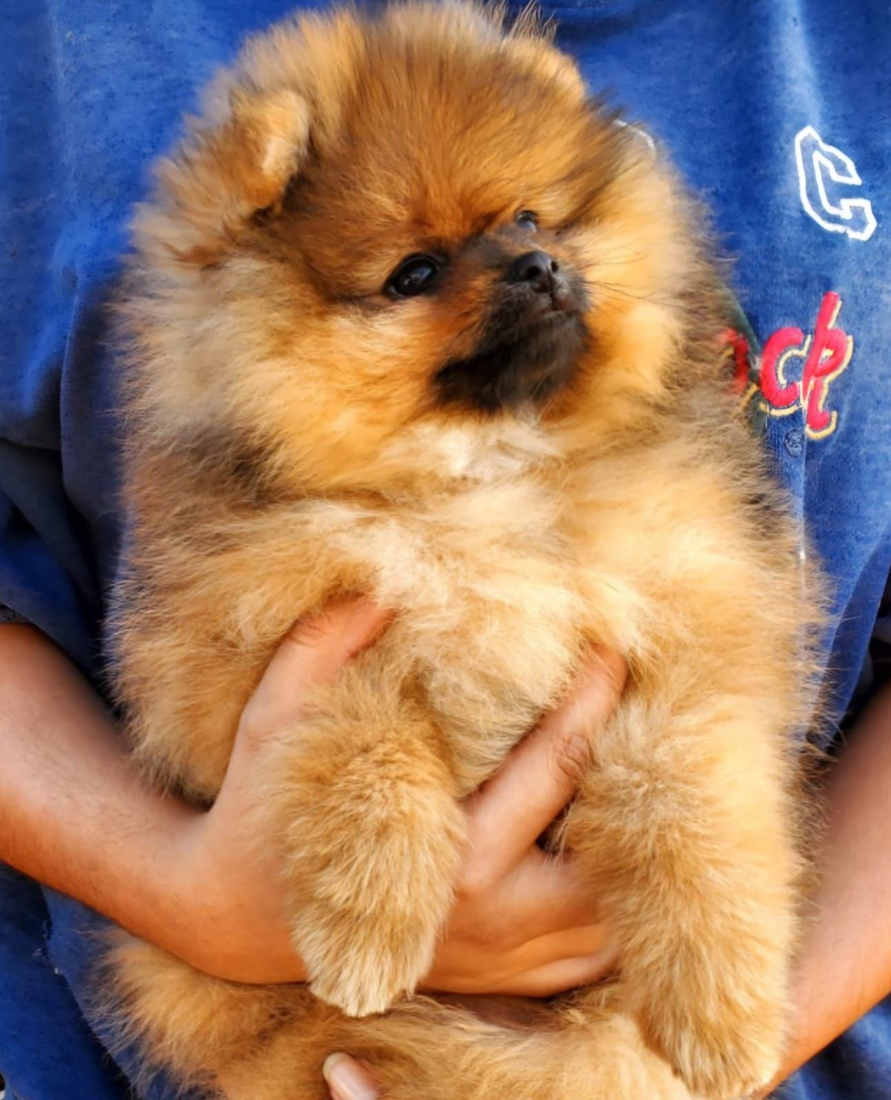 pomerania en venta