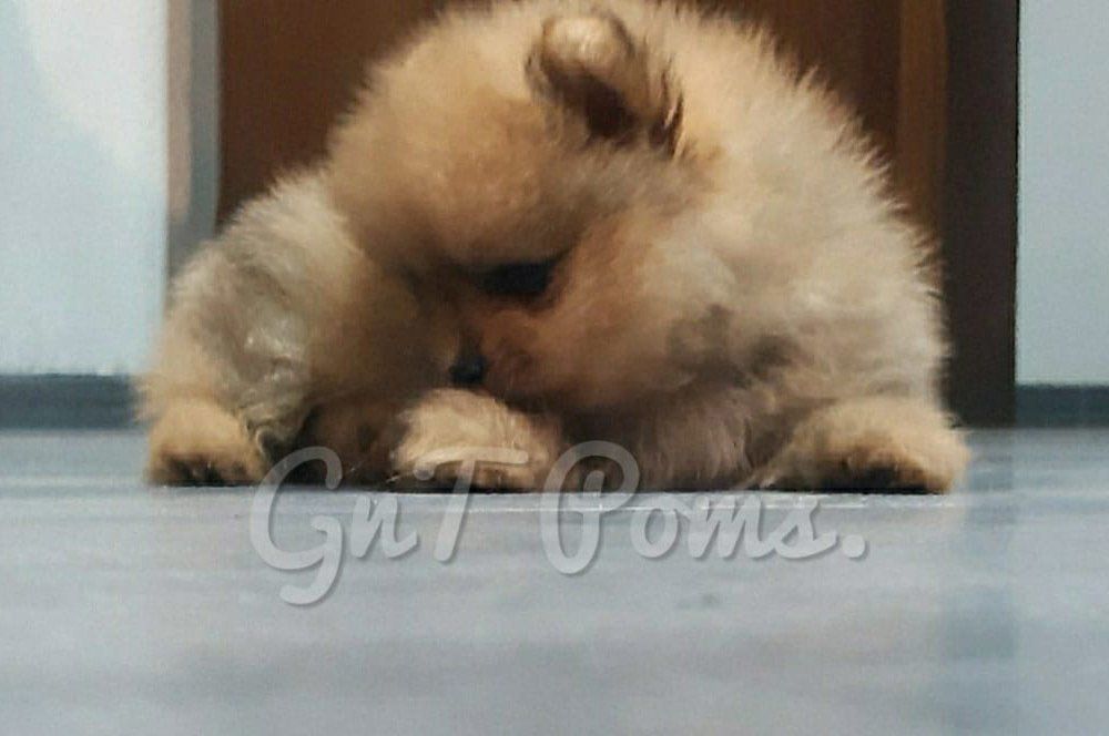 cachorro pomerania en venta