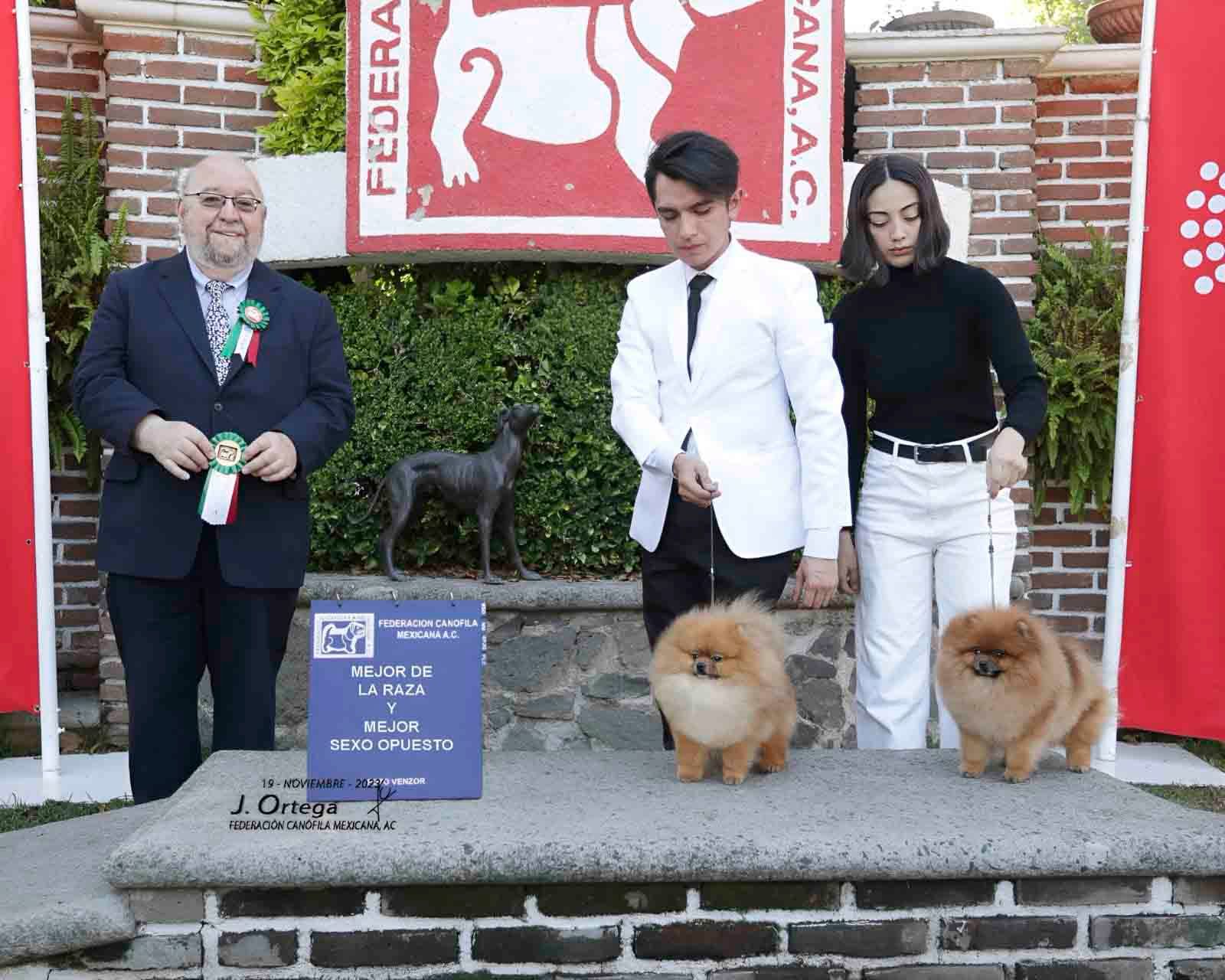 pomerania en venta