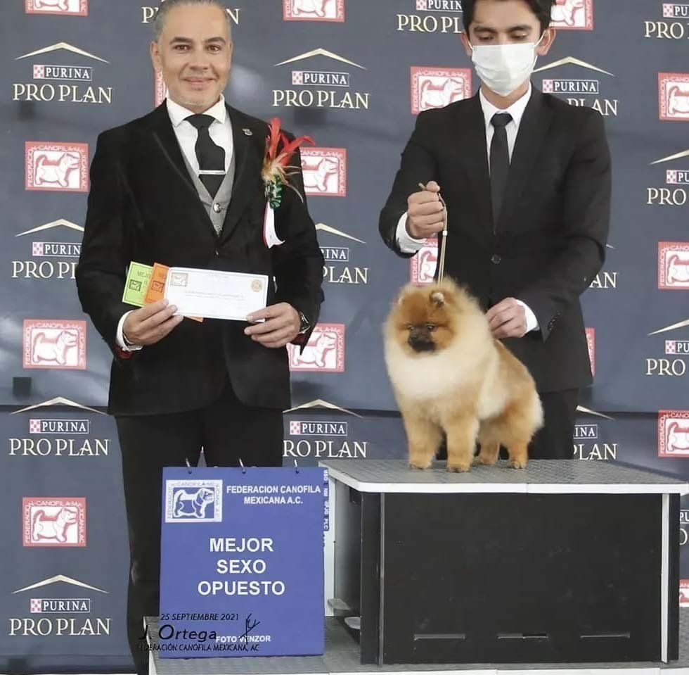 galeria de campeones