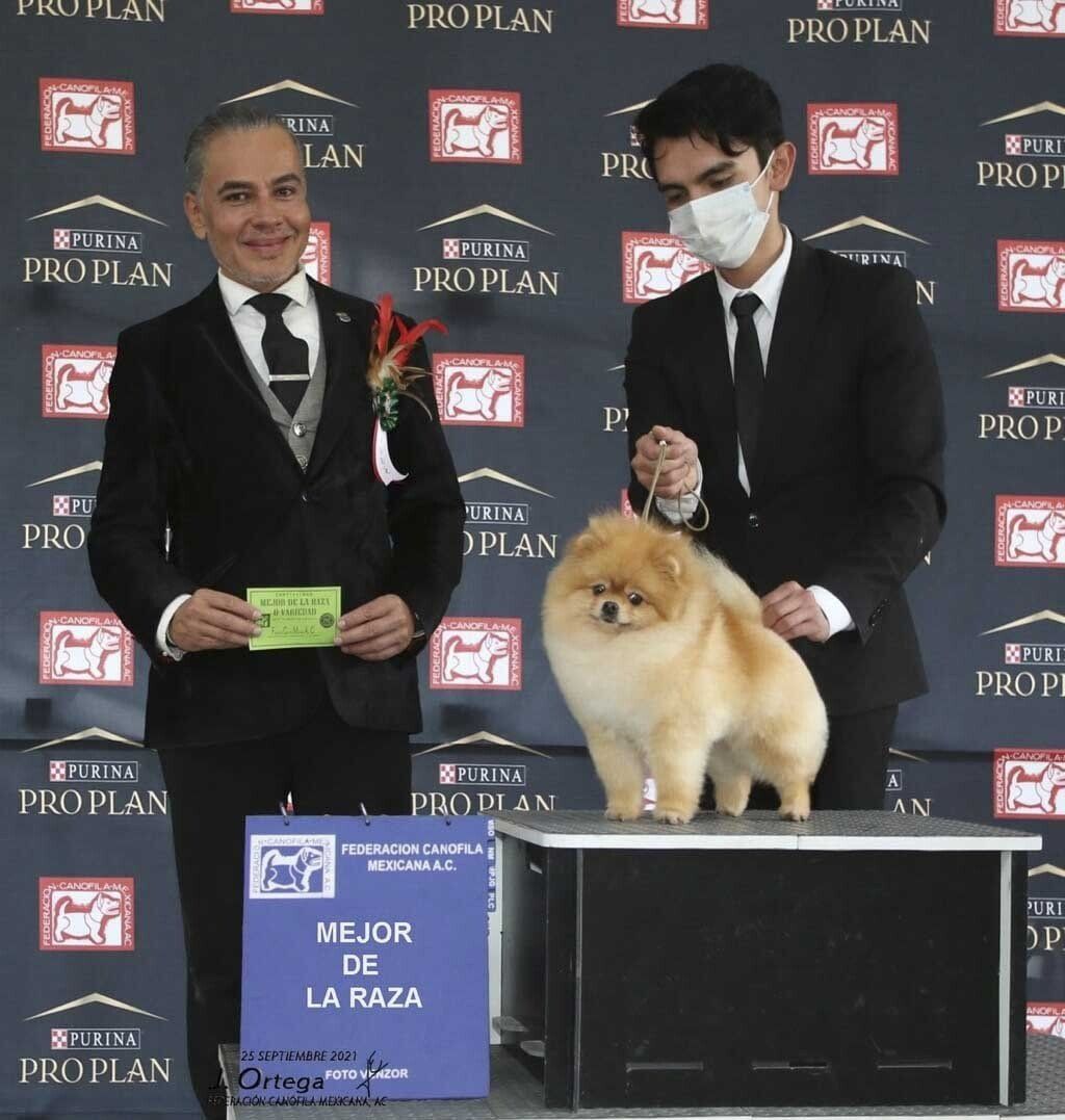 galeria de campeones