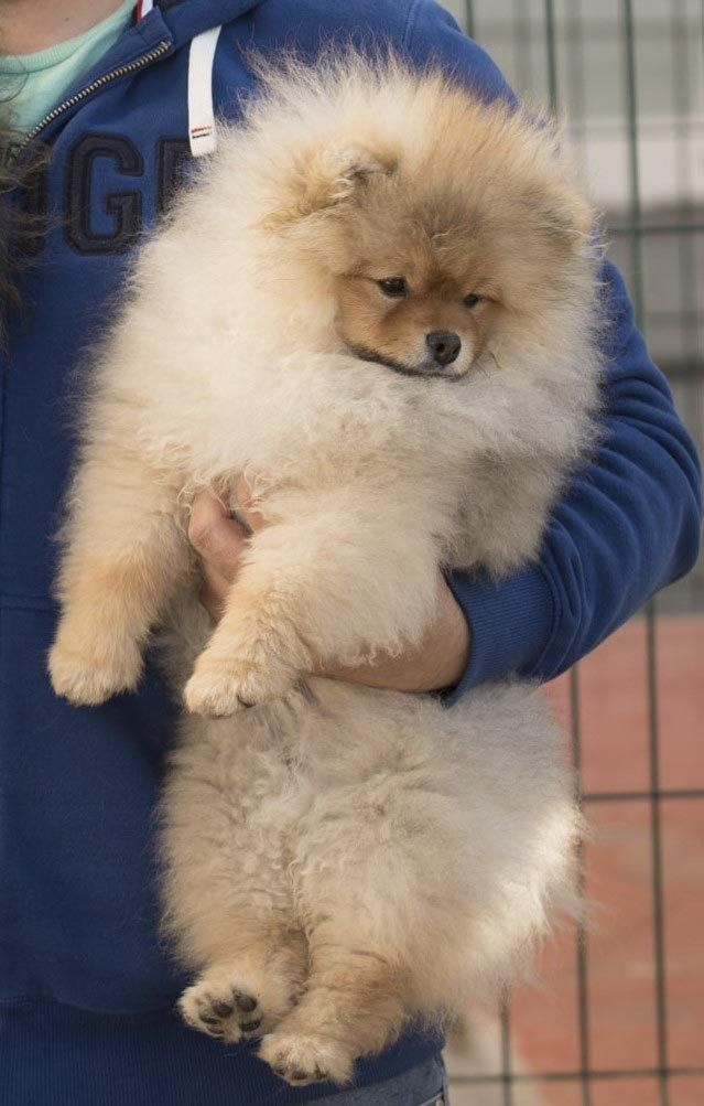 pomerania en venta