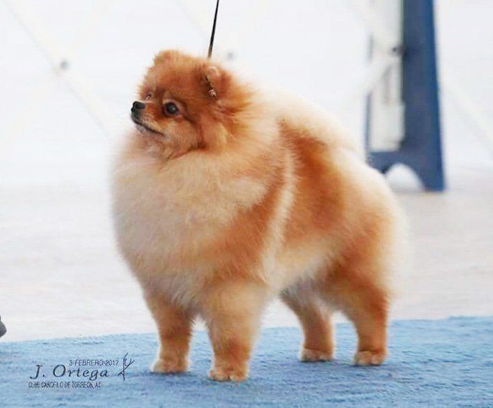pomerania en Gomez Palacio