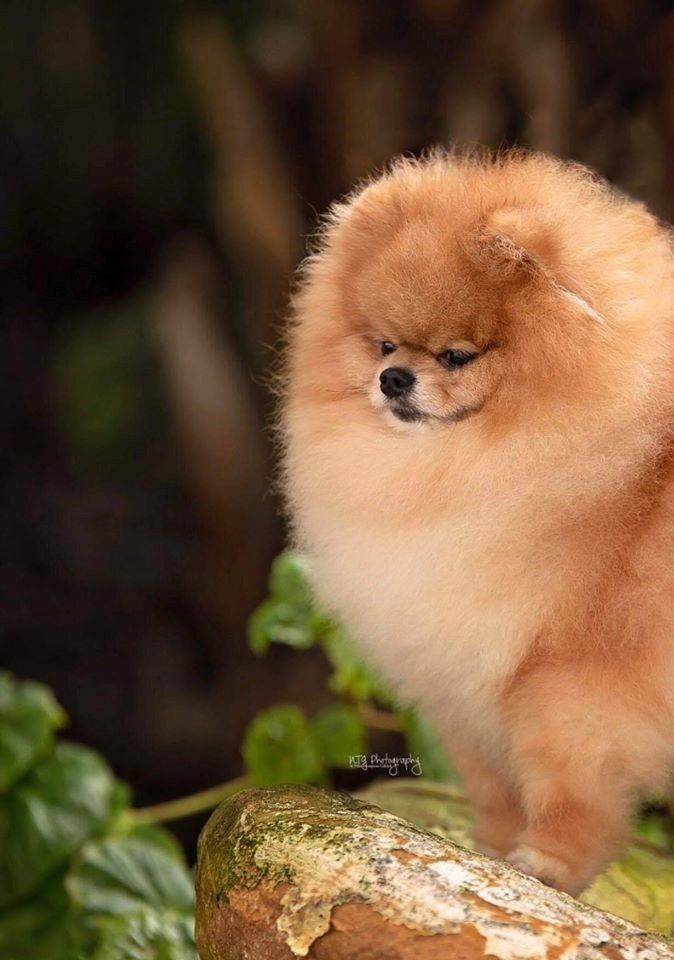 Cachorro Pomerania