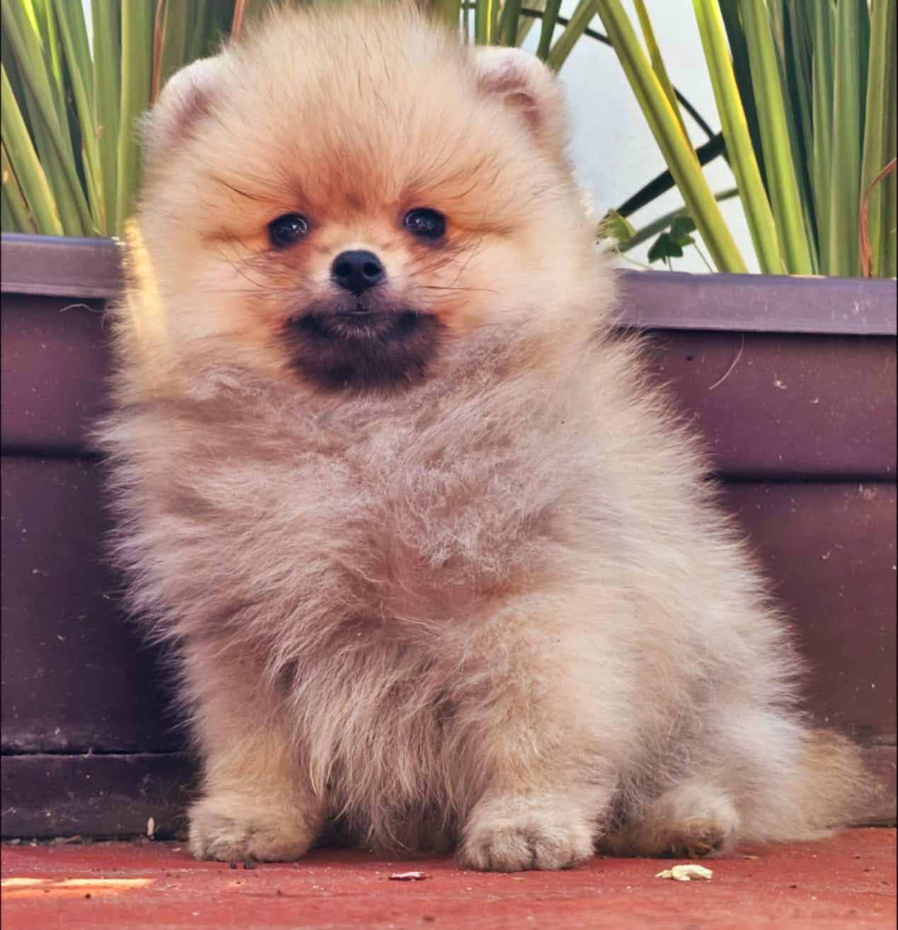 cachorro pomerania en venta