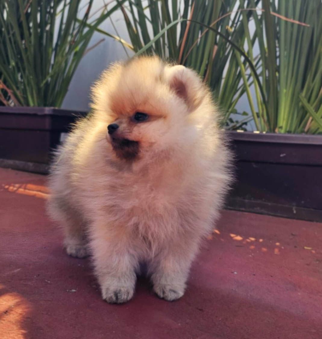cachorro pomerania en venta