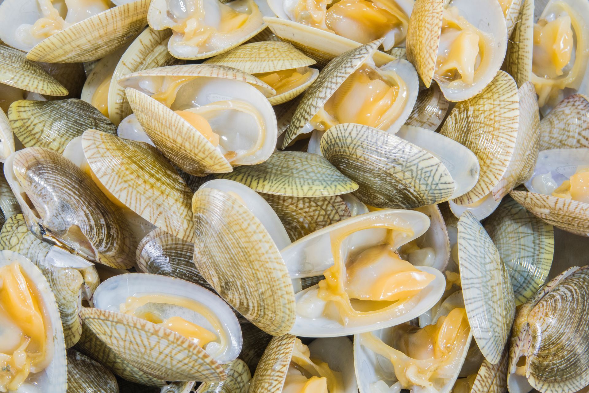 un mucchio di vongole