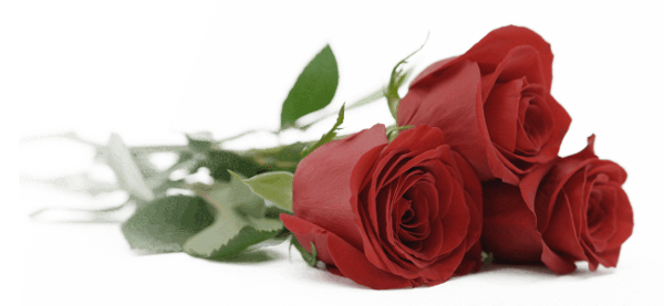 Three red roses with green leaves on a white background