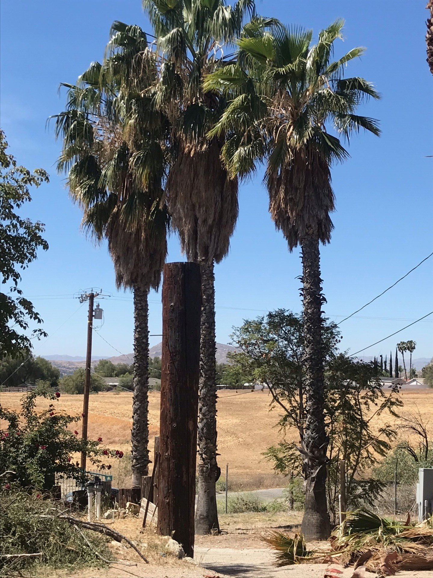 Palm trees and a utility pole on a path, sunny day, dry grass, and distant hills.