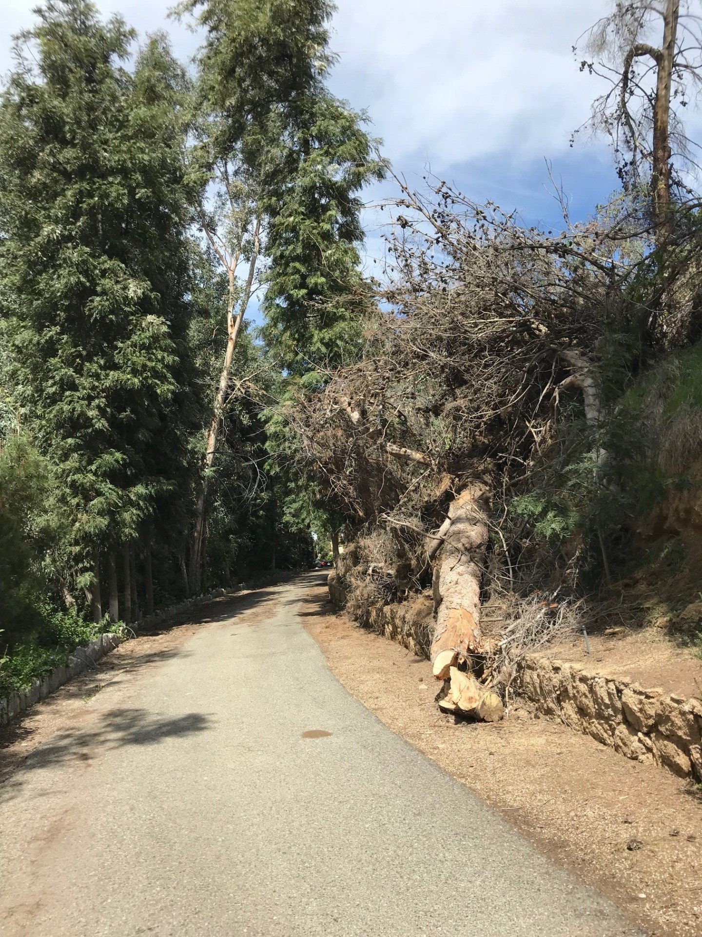 Gravel road winds between trees. Fallen tree blocks part of the road, debris and rocks along the edge.