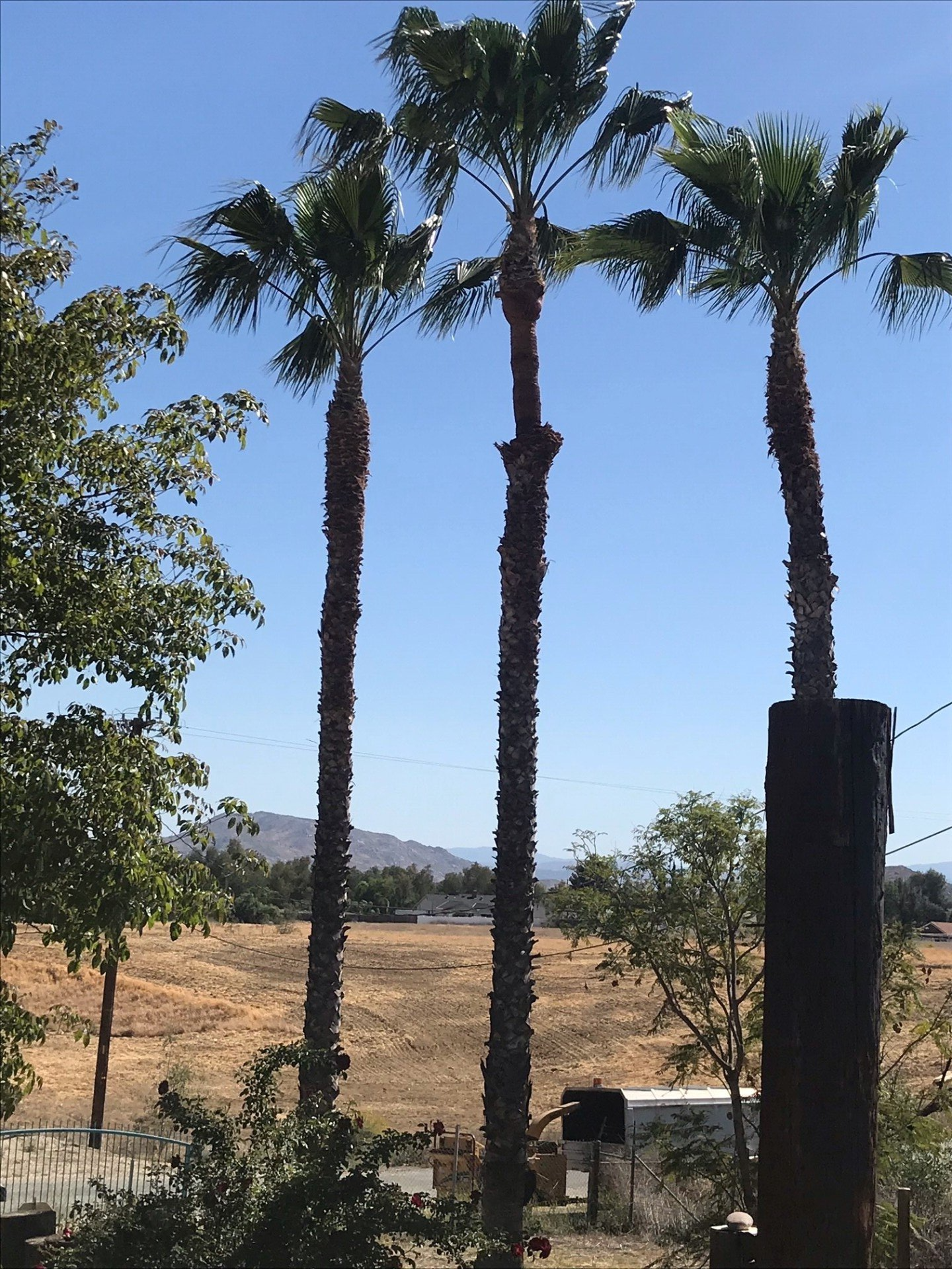 Three tall palm trees against a blue sky, dry field in background.