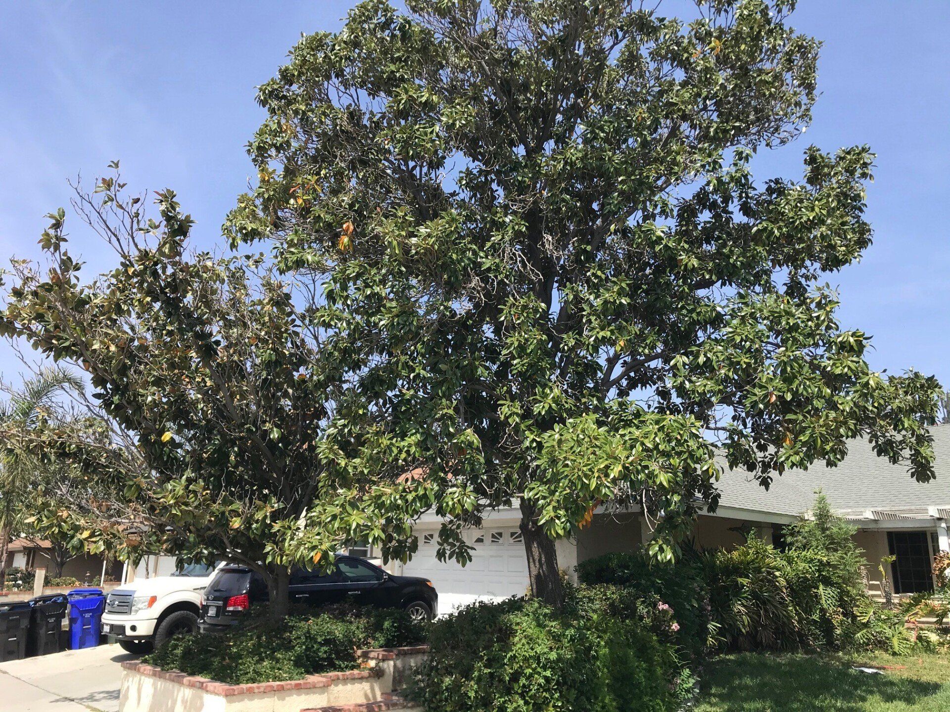 Large tree in front yard of a house, with a truck and SUV visible. Blue sky in the background.