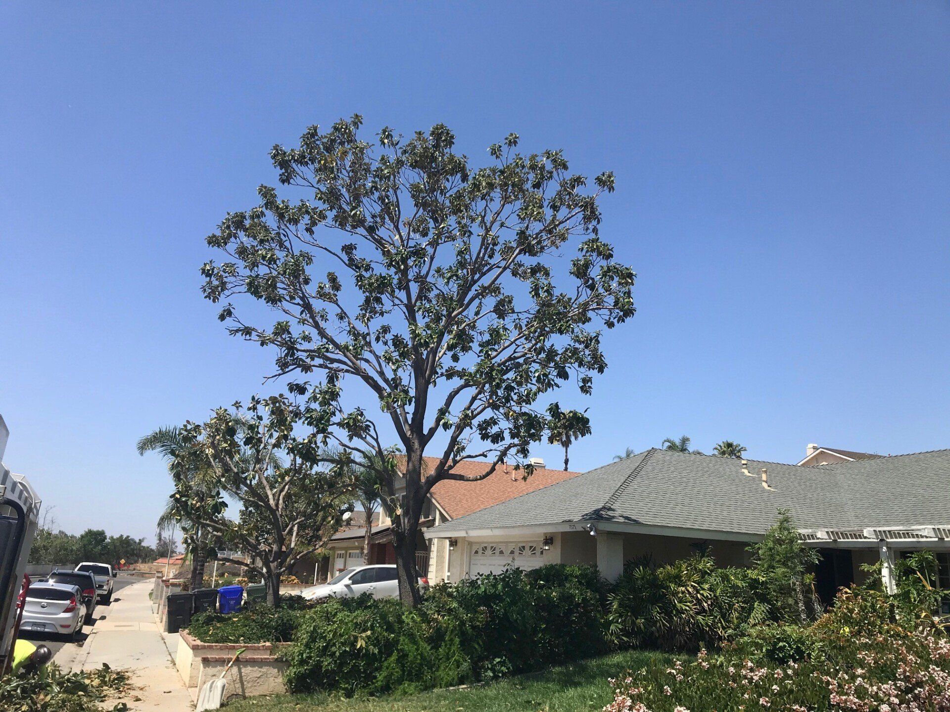 A tall tree on a suburban street with houses, blue sky, cars, and a sidewalk.