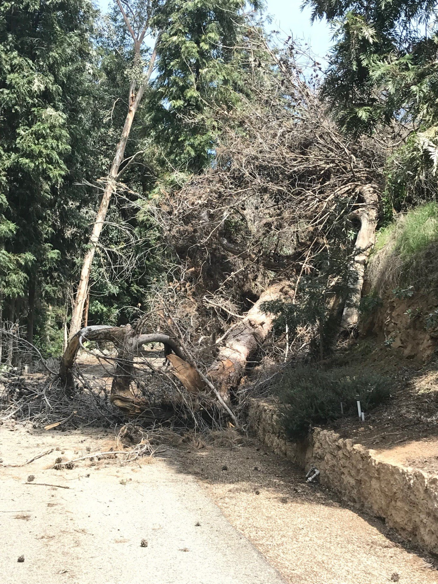 A fallen tree blocks a dirt road in a forest; sunlight shines on the brown branches and leaves.