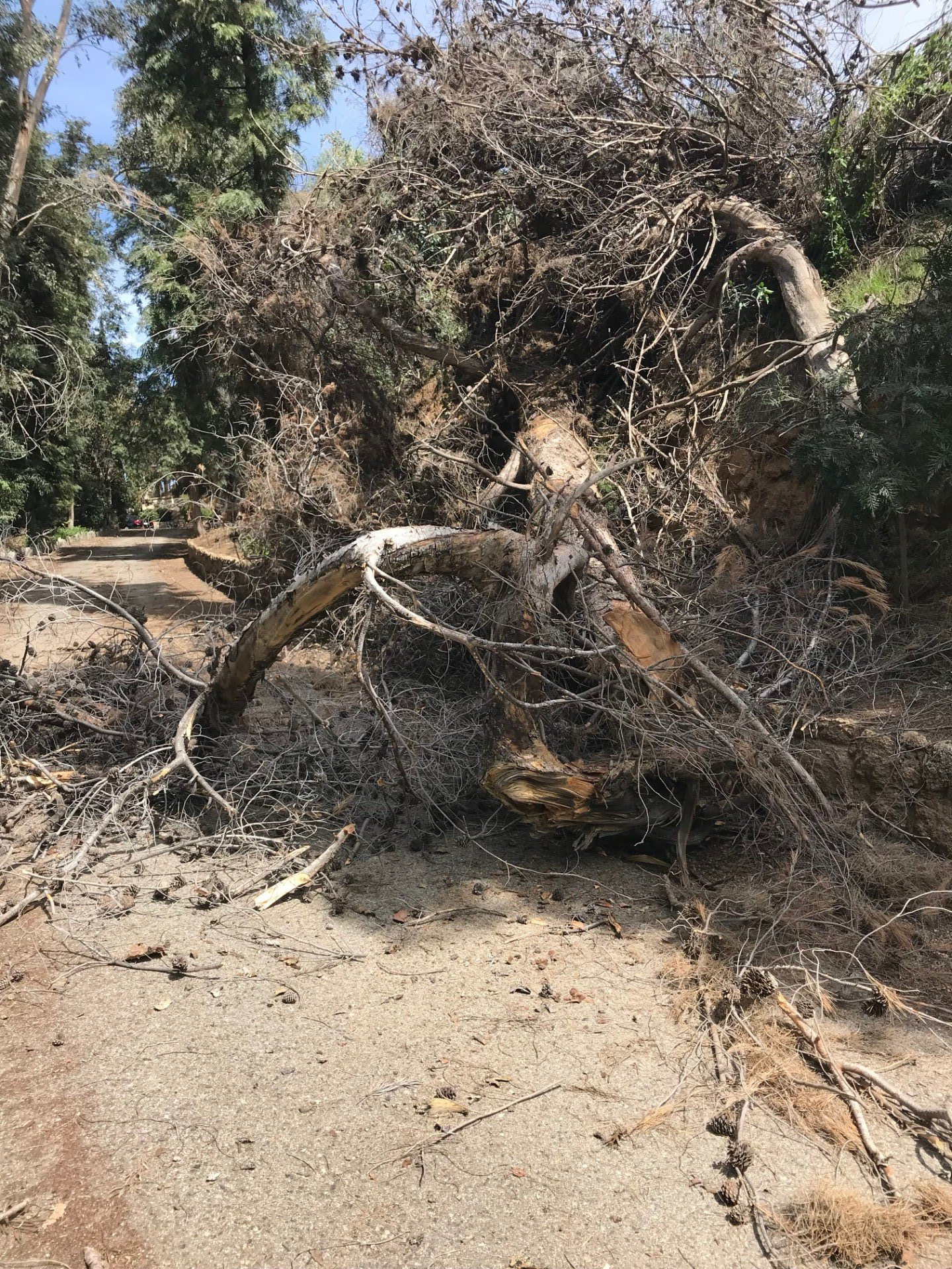 Fallen tree with exposed roots and branches on a dirt road.