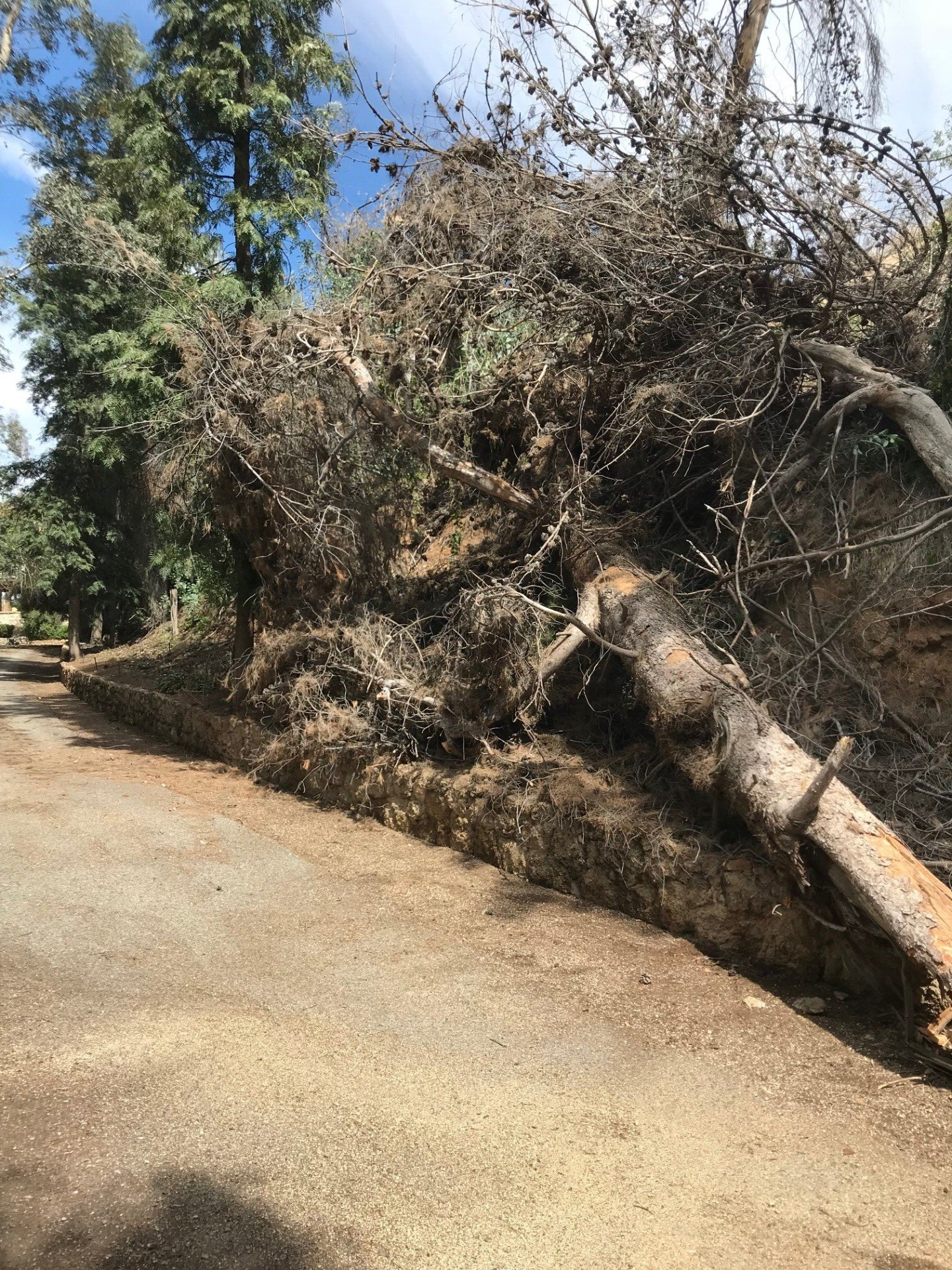 Fallen tree across a paved road, brown trunk and branches with green trees in the background.