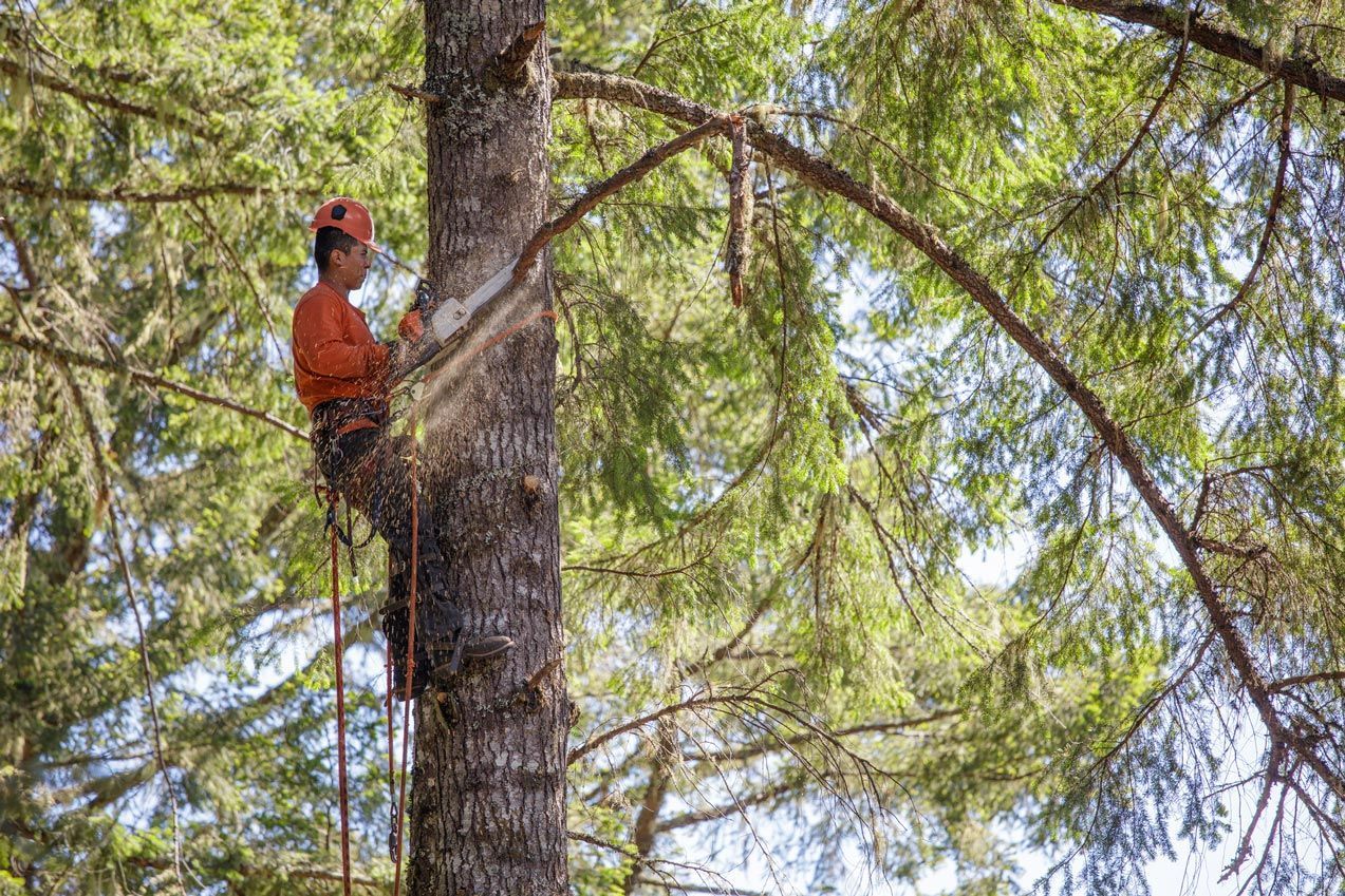 Arborist wearing safety gear cutting branches on tree. Arborist wearing safety gear cutting branches on tree.