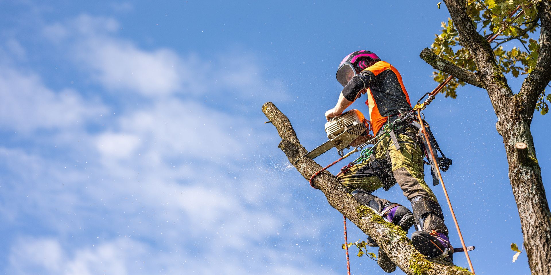 A worker in safety gear is cutting tree branches with a chainsaw high above the ground. A worker in safety gear is cutting tree branches with a chainsaw high above the ground.