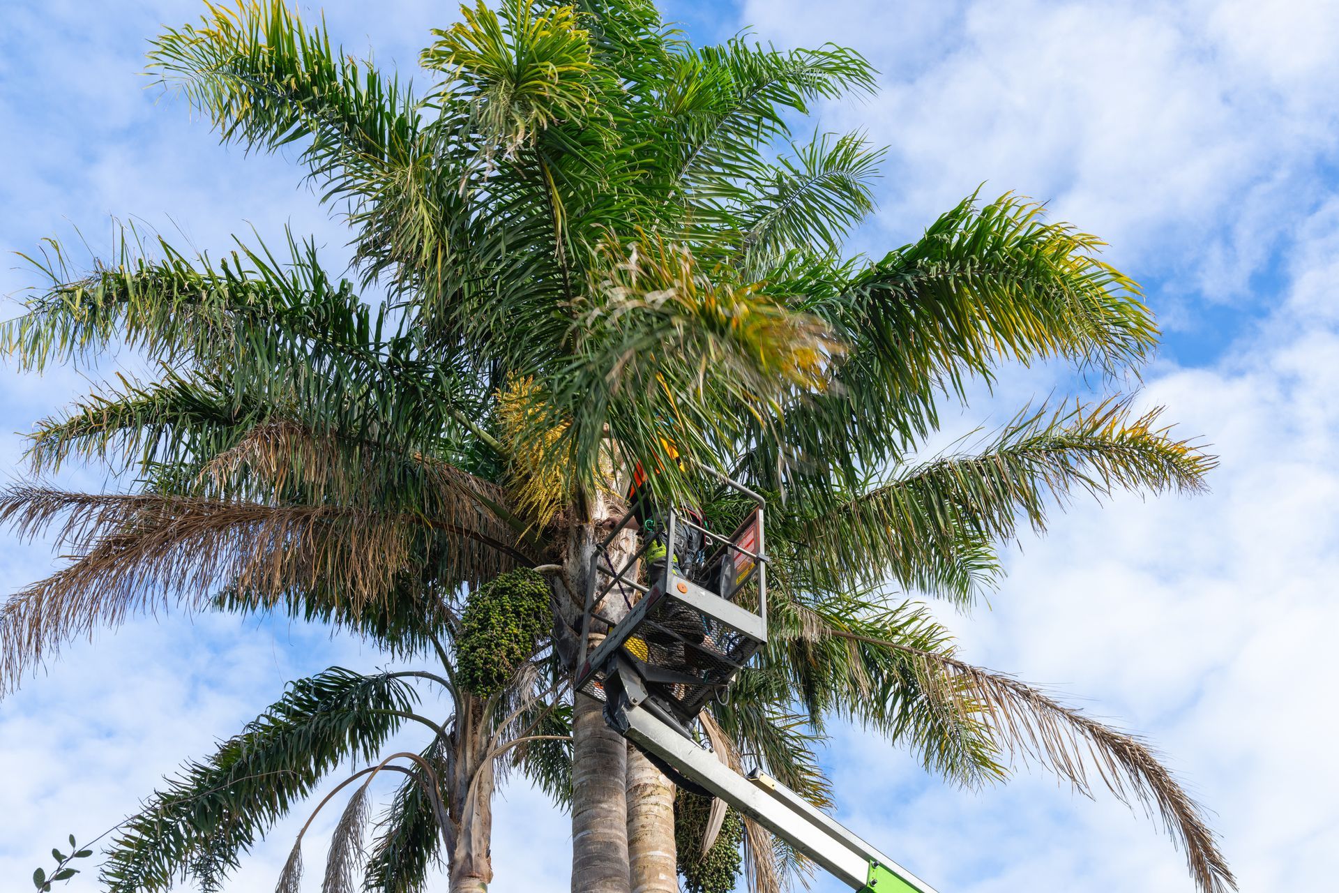 A man is trimming a tree.