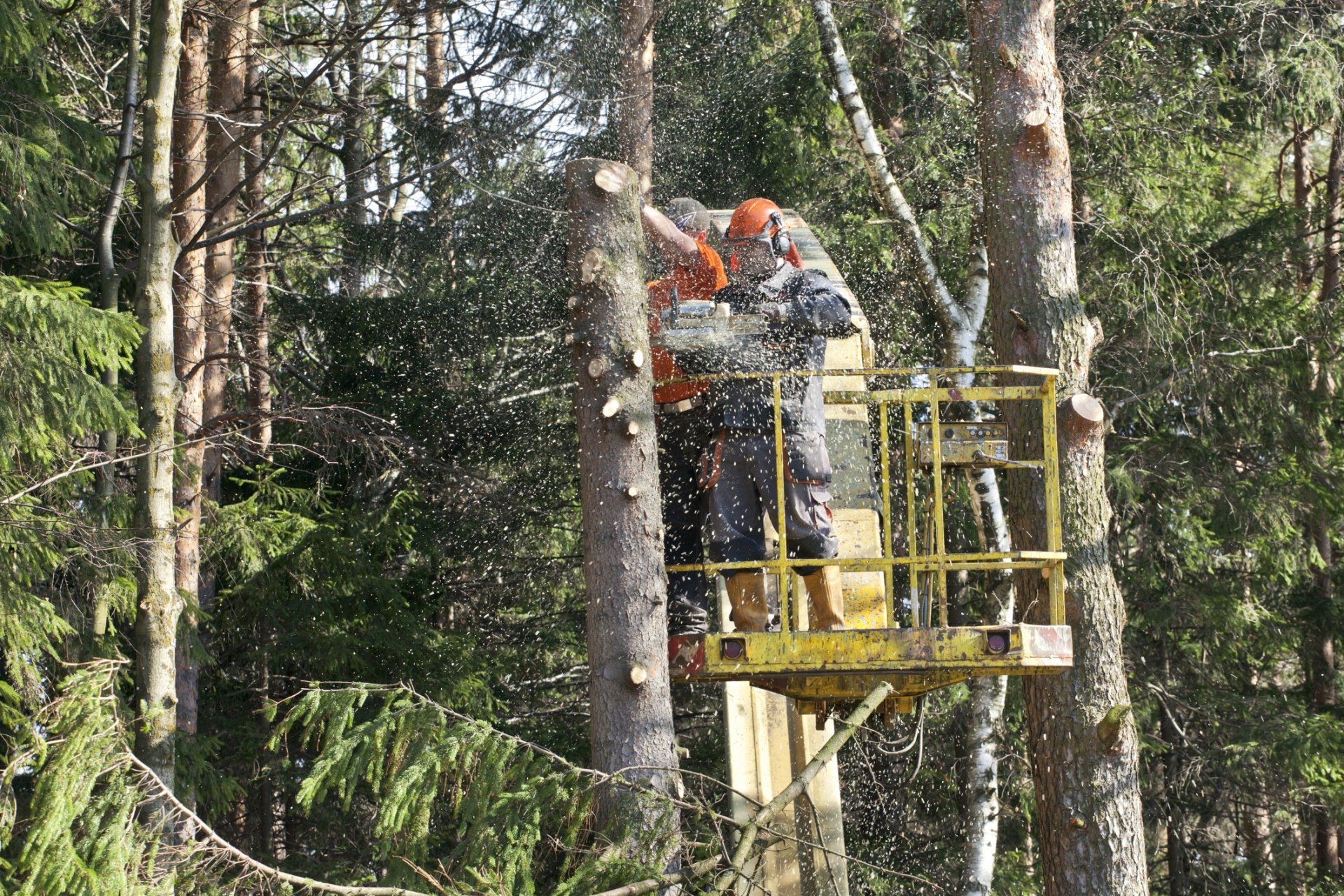 Tree trimming — Riverside, CA — Steve’s Trees