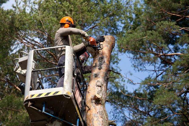 Two lumberjacks cut down a tree on the platform.