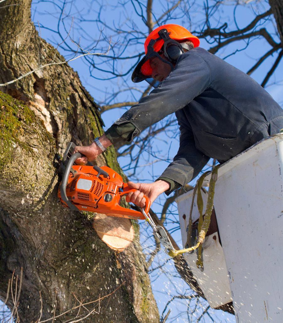 Man safely performing residential tree trimming on a backyard tree using professional tools. Man safely performing residential tree trimming on a backyard tree using professional tools.