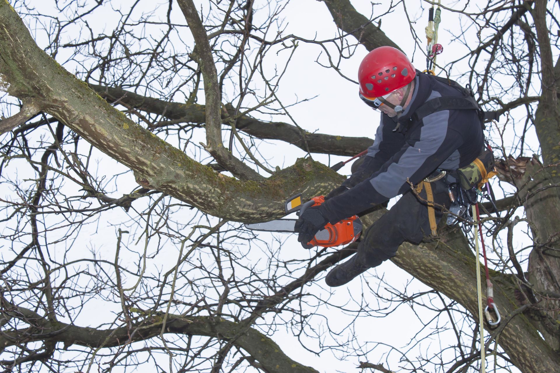Local tree trimming company arborist using chainsaw to safely remove large walnut tree.