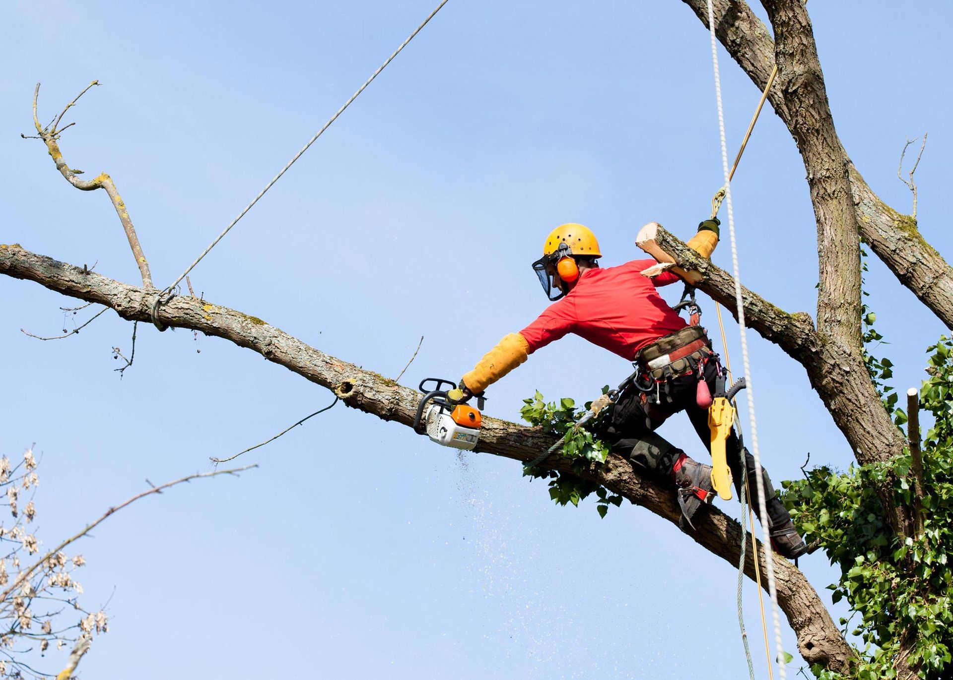Residential tree trimming by arborist safely removing tree limbs with a chainsaw. Residential tree trimming by arborist safely removing tree limbs with a chainsaw.