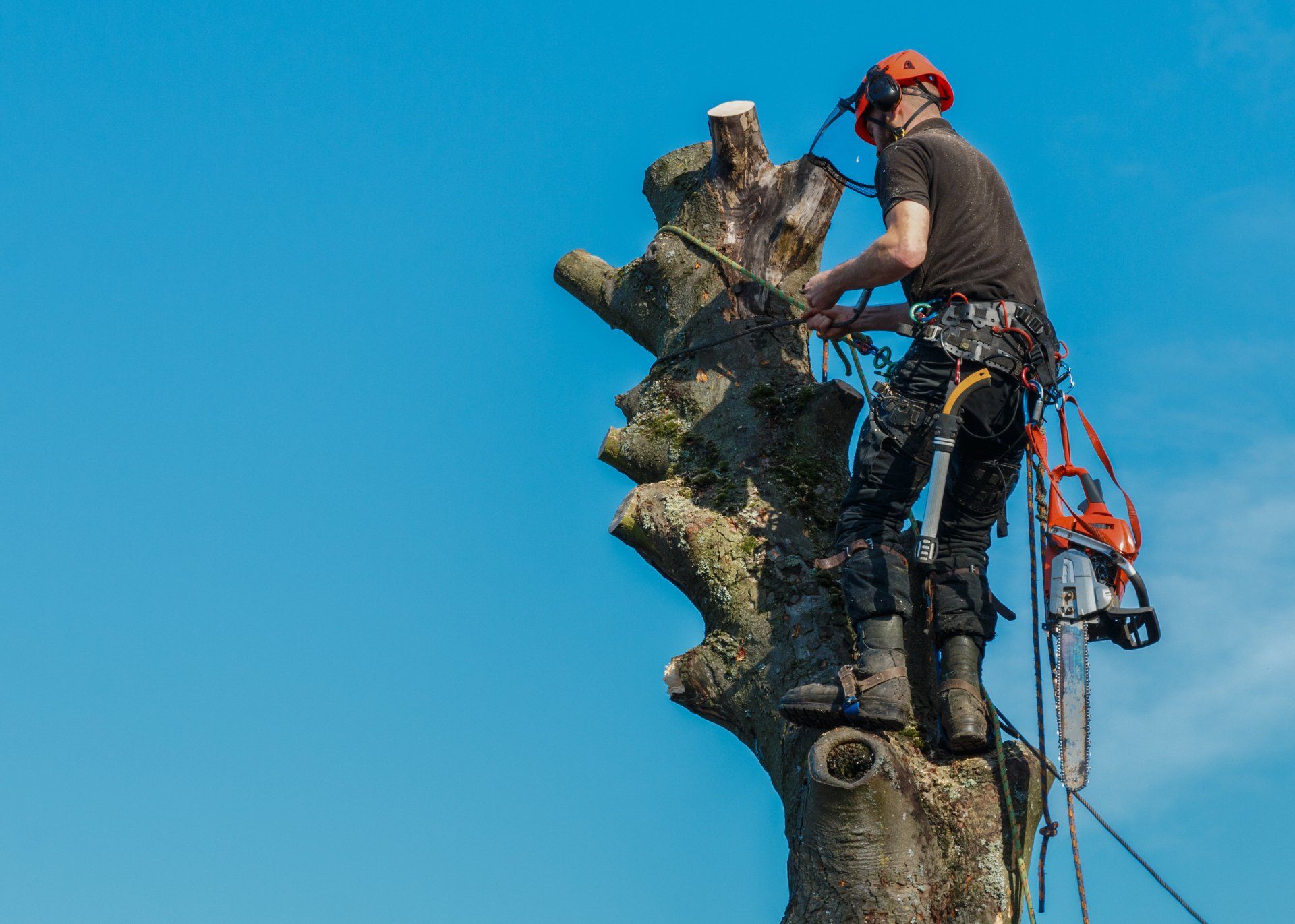Cutting down the tree — Riverside, CA — Steve’s Trees